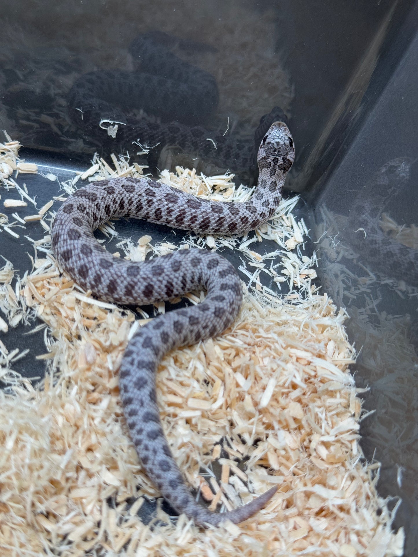 2025 月光石 ♀ (H25422)