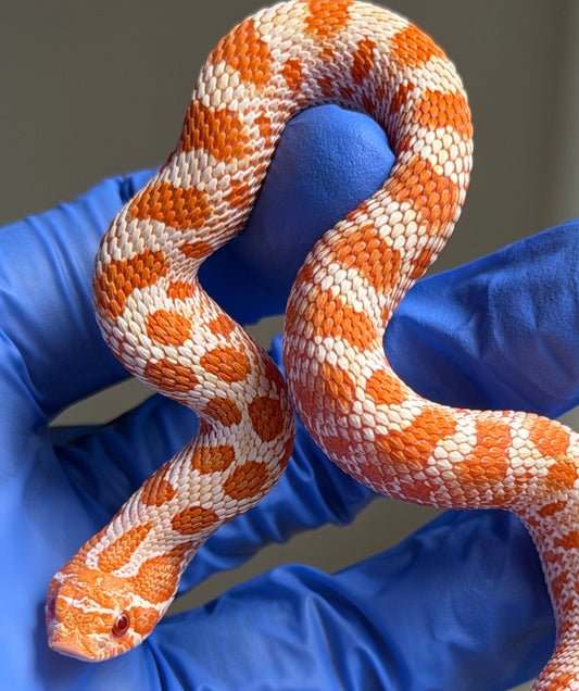Colorblast Bloodline Albino Conda Het Snow 50%ph Sable