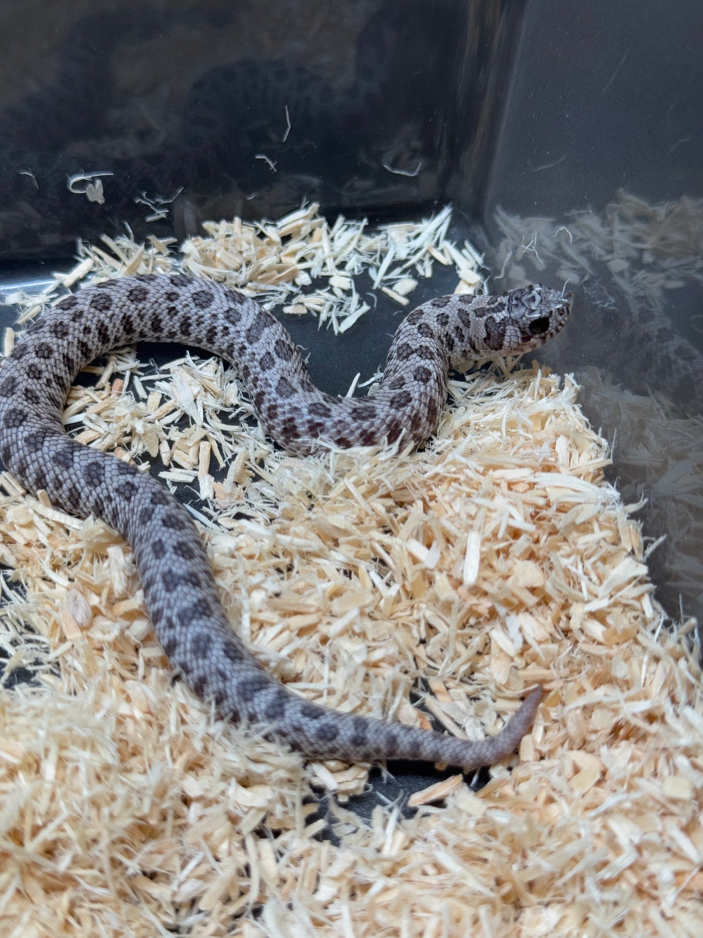 2025 月光石 ♀ (H25422)