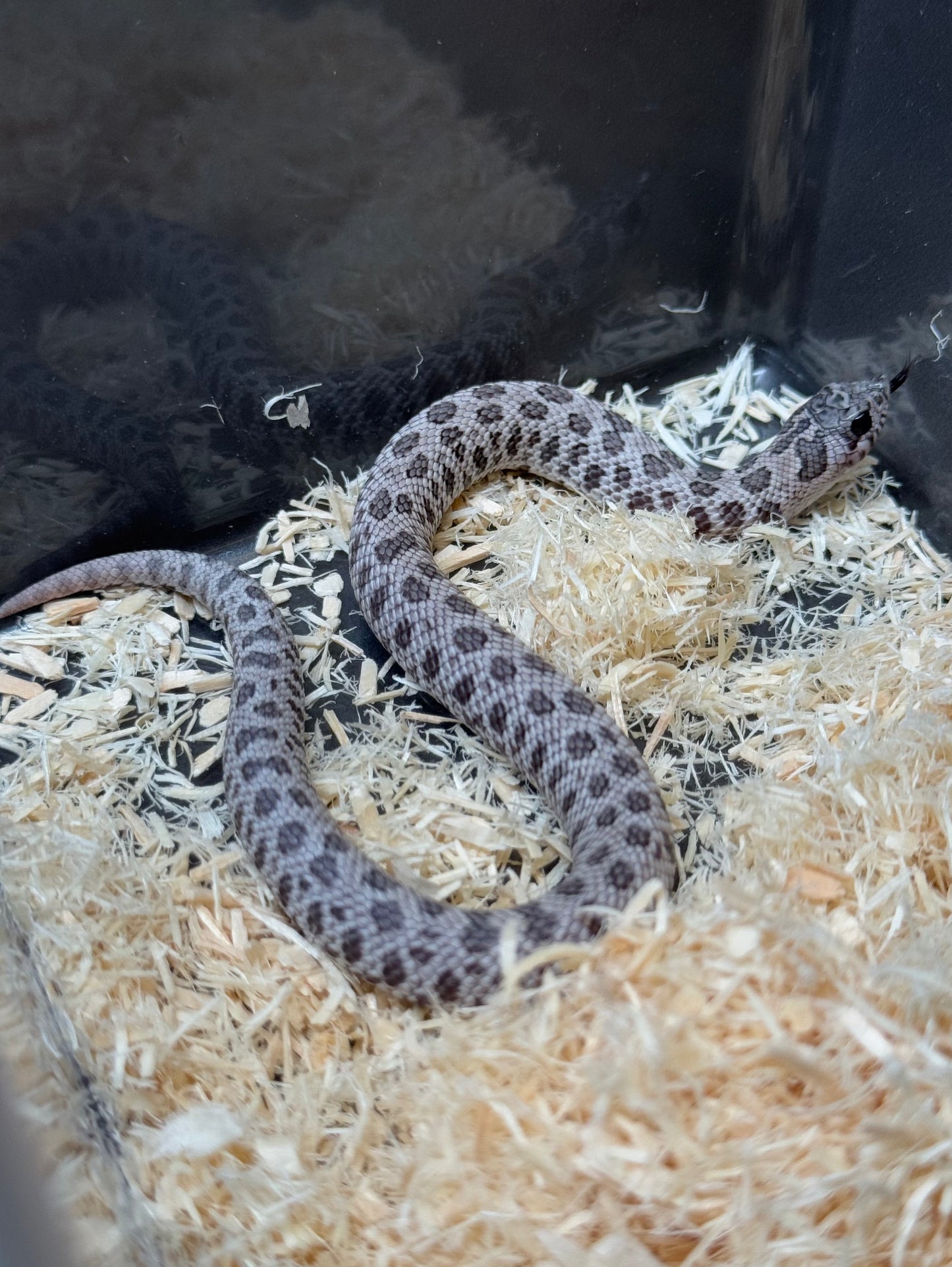 2025 月光石 ♀ (H25422)