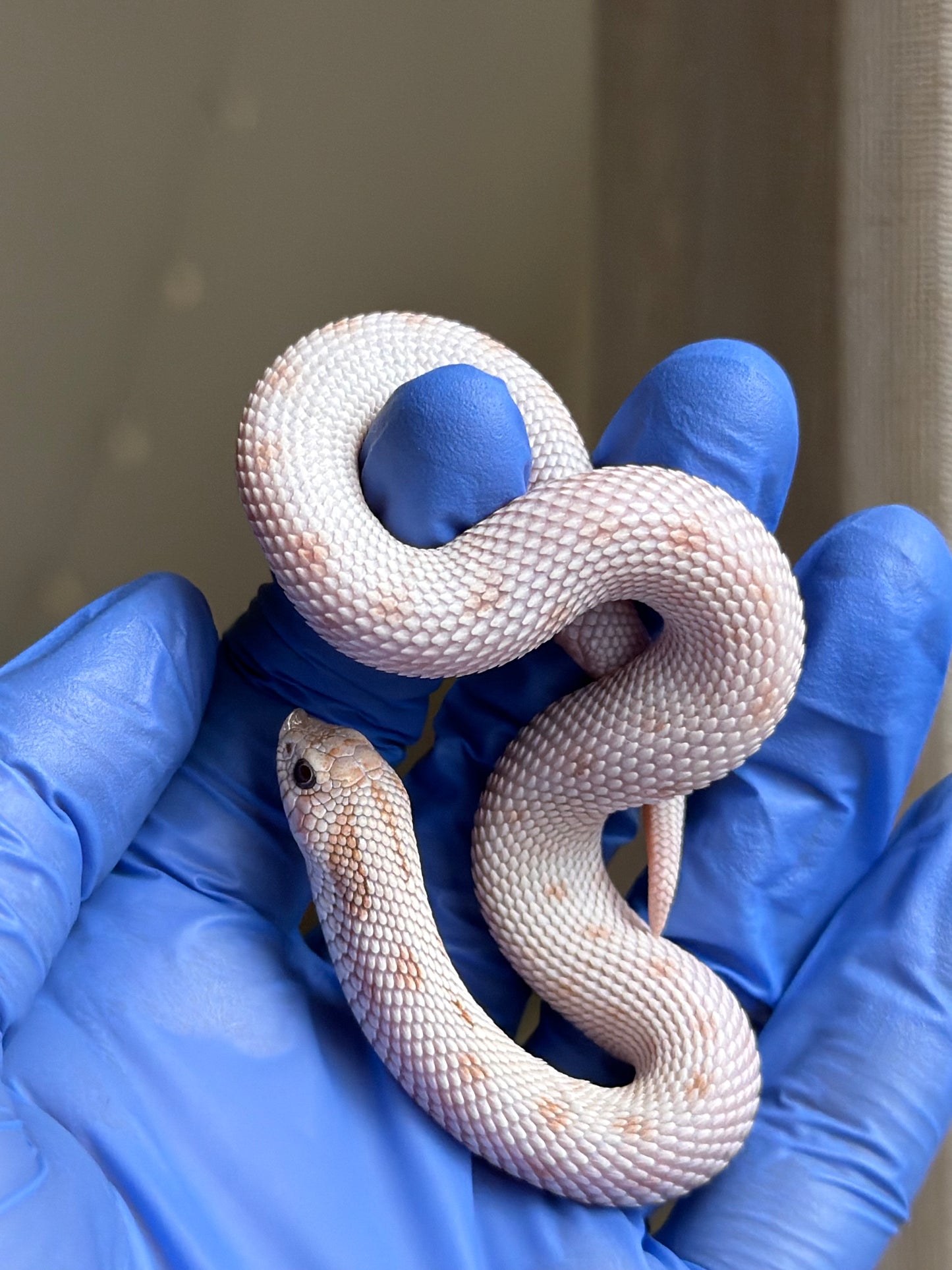 Antarctic Toxic Conda