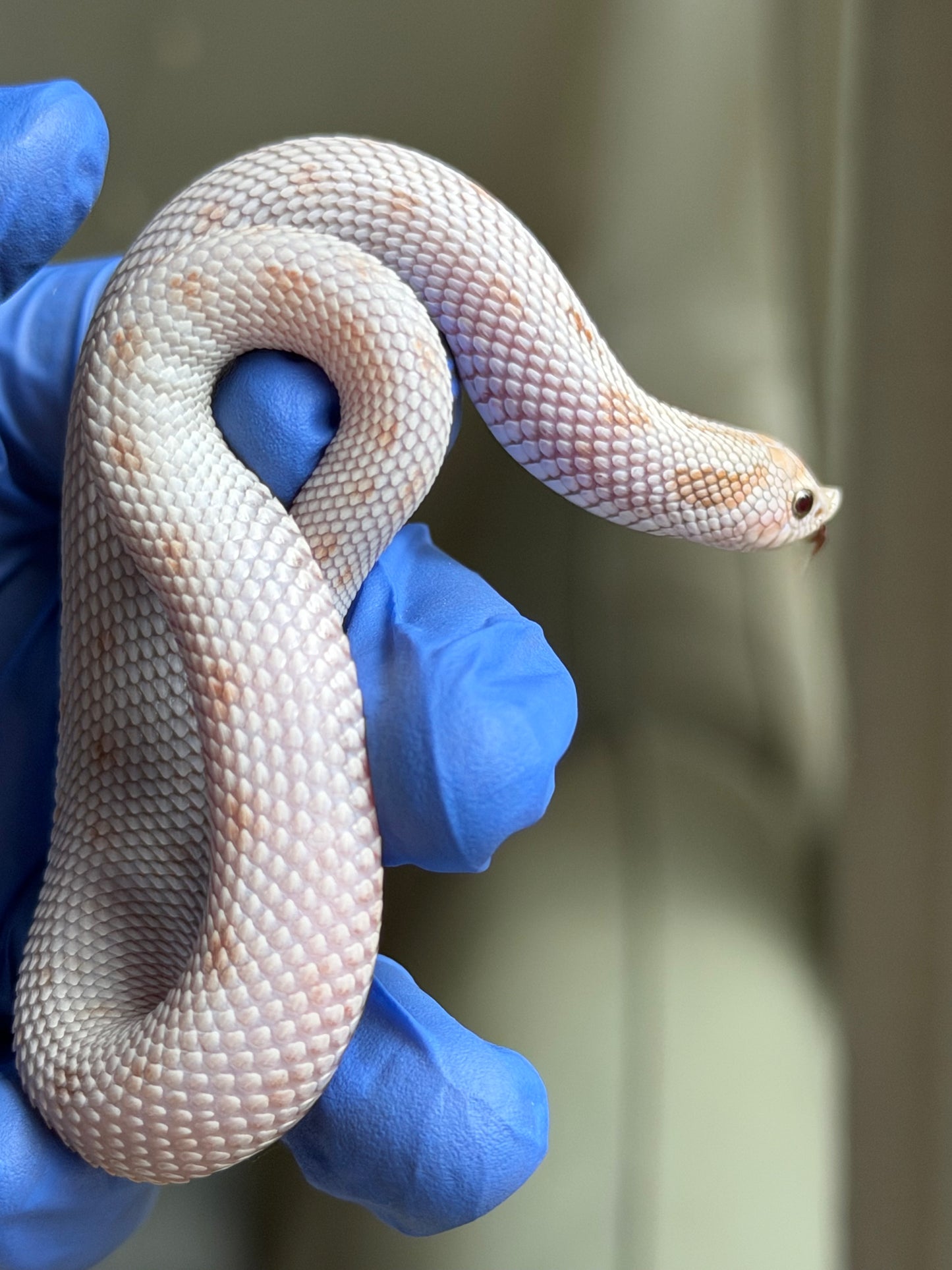 Antarctic Toxic Conda