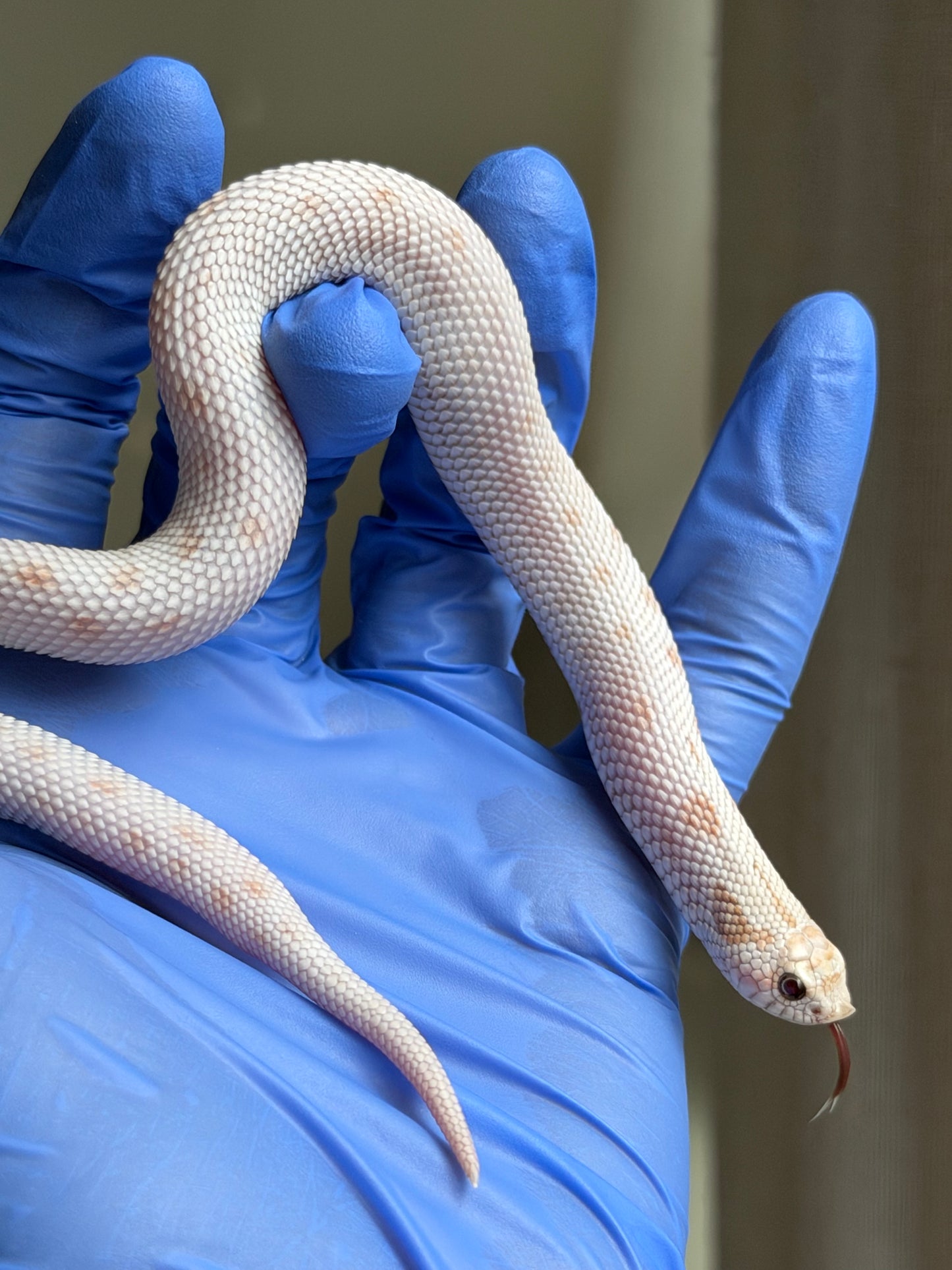 Antarctic Toxic Conda