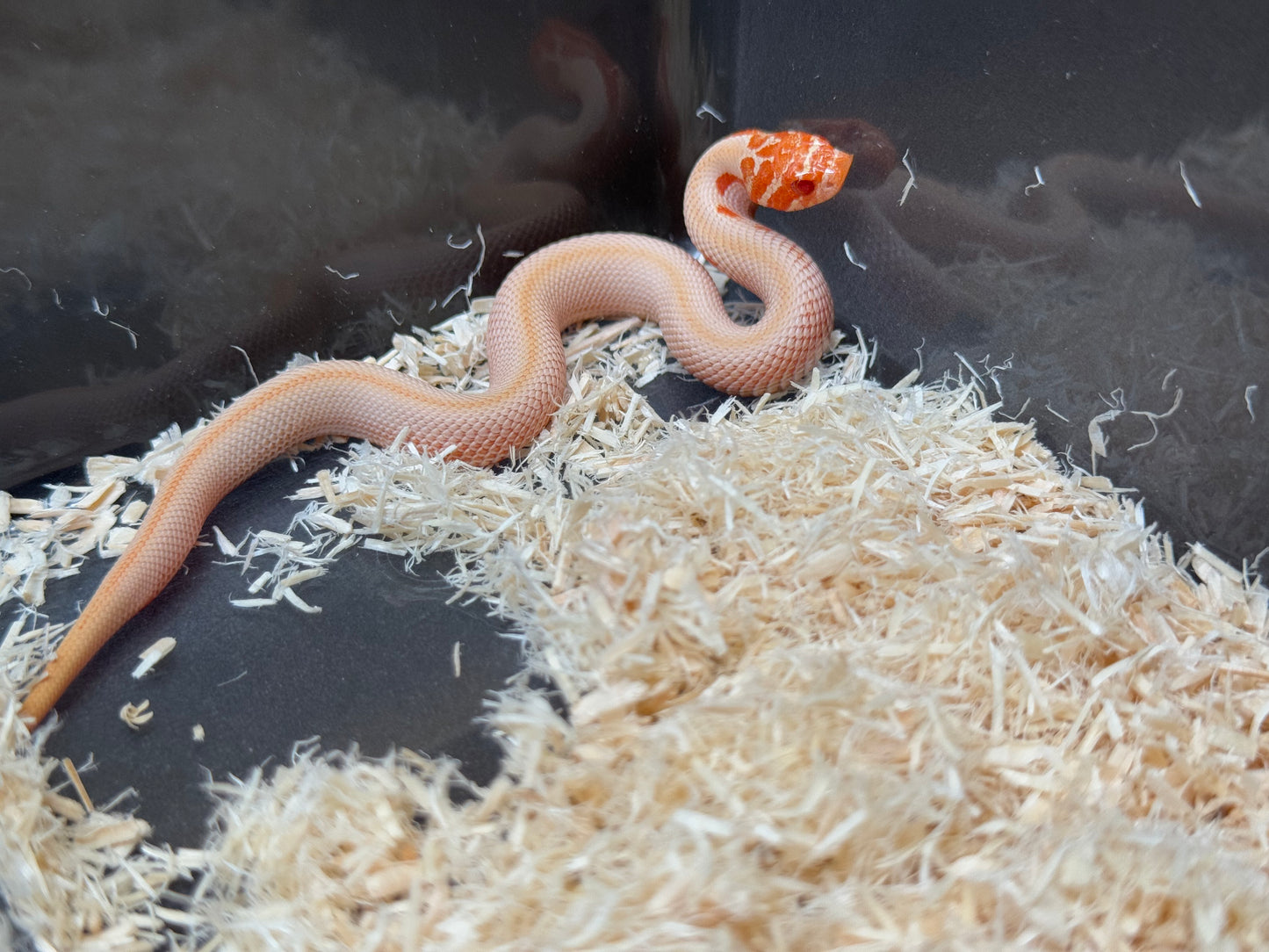 2025 白化超級康達50%彩色爆風血系66%ph瑞士巧克力 ♀ (H25442)