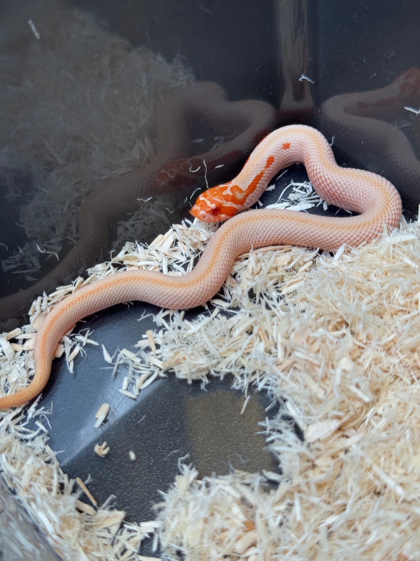 2025 白化超級康達50%彩色爆風血系66%ph瑞士巧克力 ♀ (H25442)