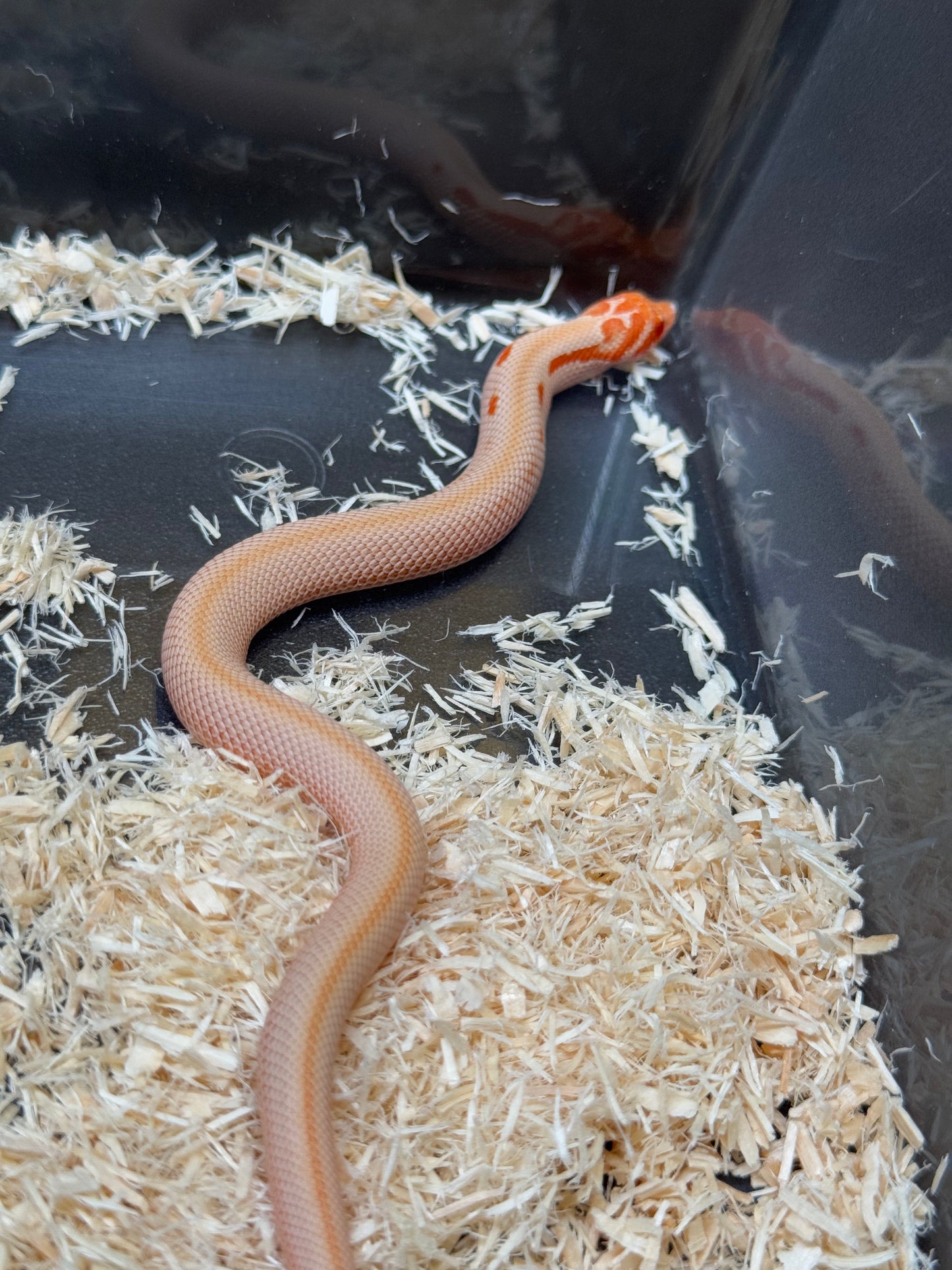 2025 白化超級康達50%彩色爆風血系66%ph瑞士巧克力 ♀ (H25442)