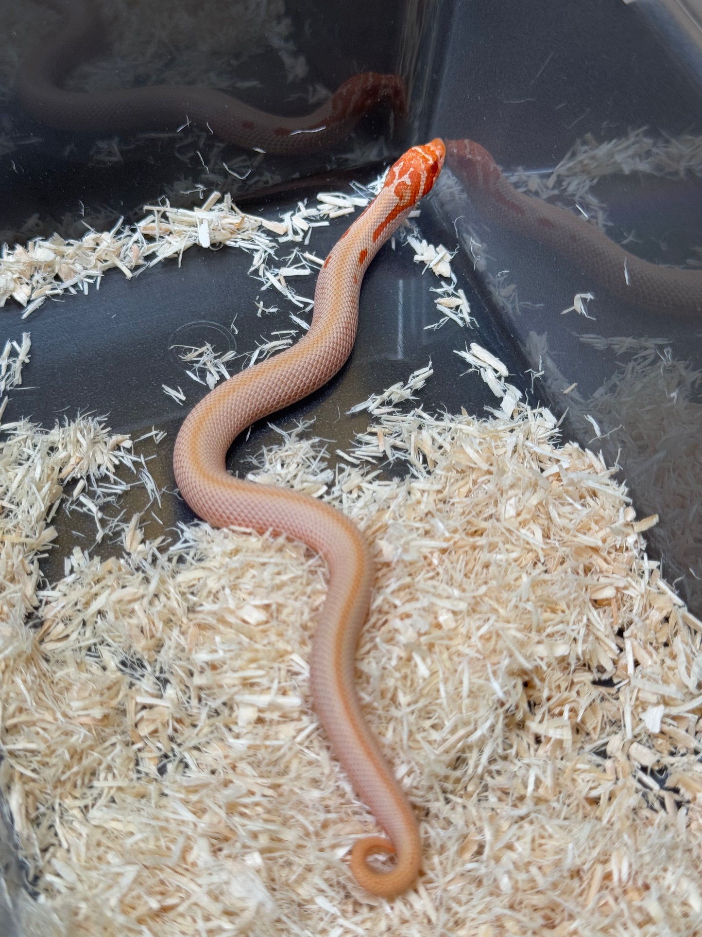 2025 白化超級康達50%彩色爆風血系66%ph瑞士巧克力 ♀ (H25442)