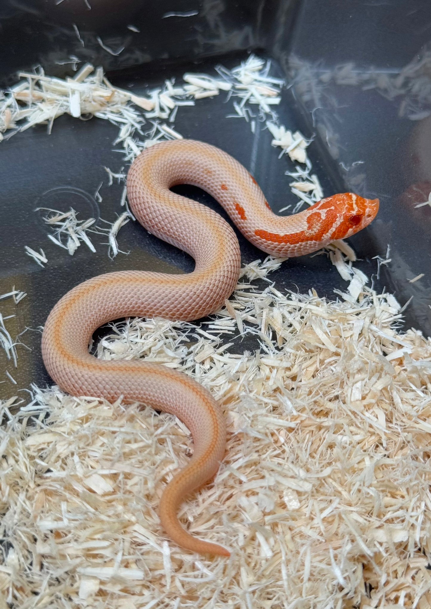 2025 白化超級康達50%彩色爆風血系66%ph瑞士巧克力 ♀ (H25442)