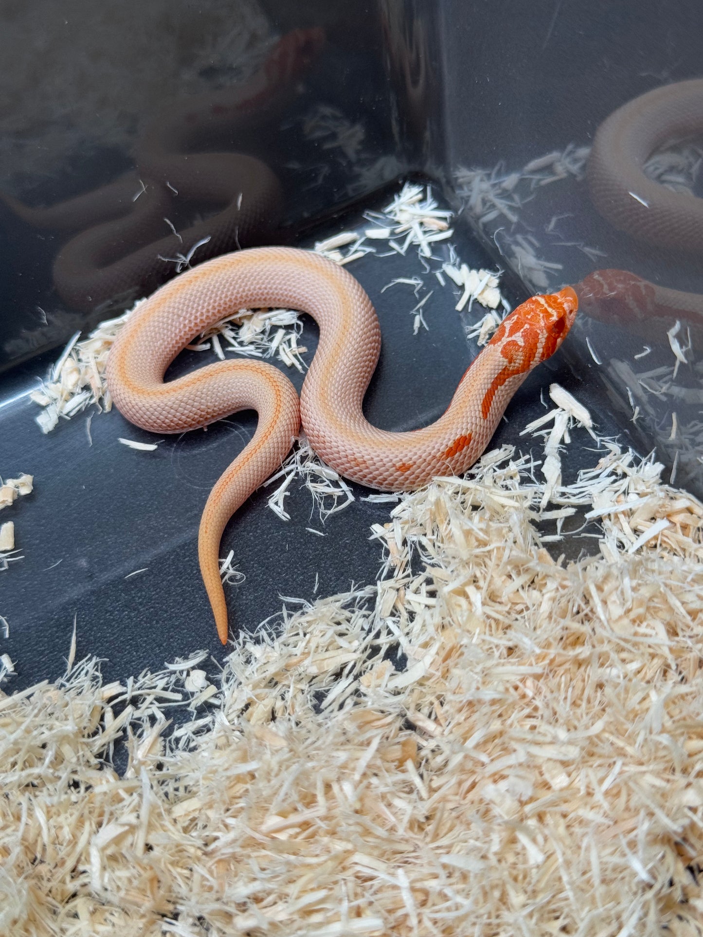 2025 白化超級康達50%彩色爆風血系66%ph瑞士巧克力 ♀ (H25442)