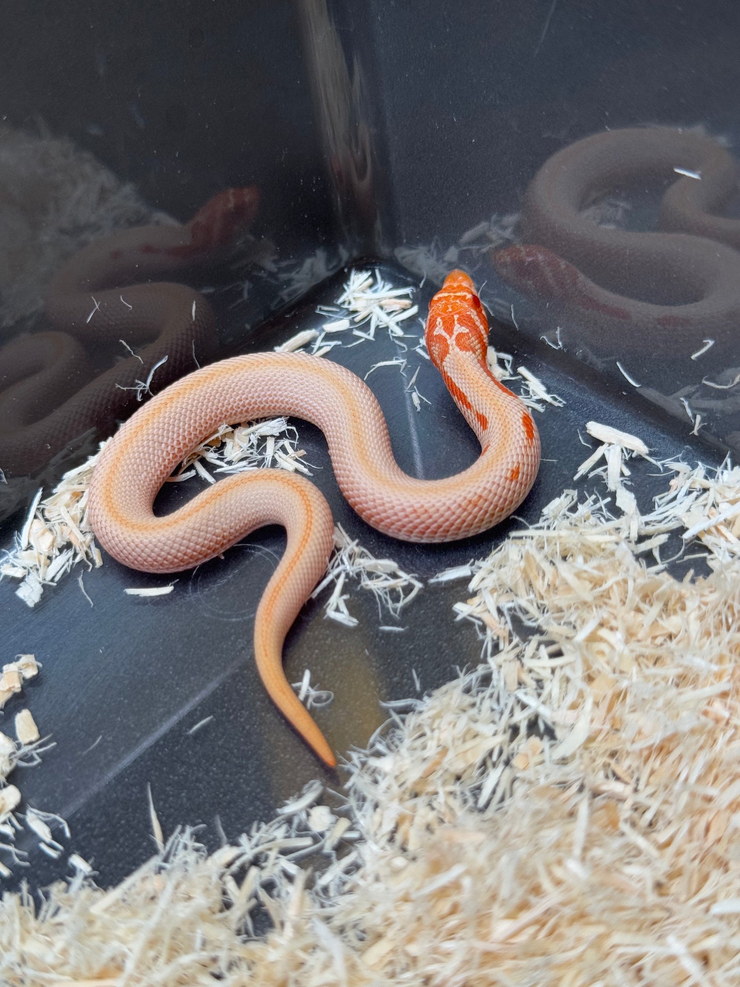 2025 白化超級康達50%彩色爆風血系66%ph瑞士巧克力 ♀ (H25442)