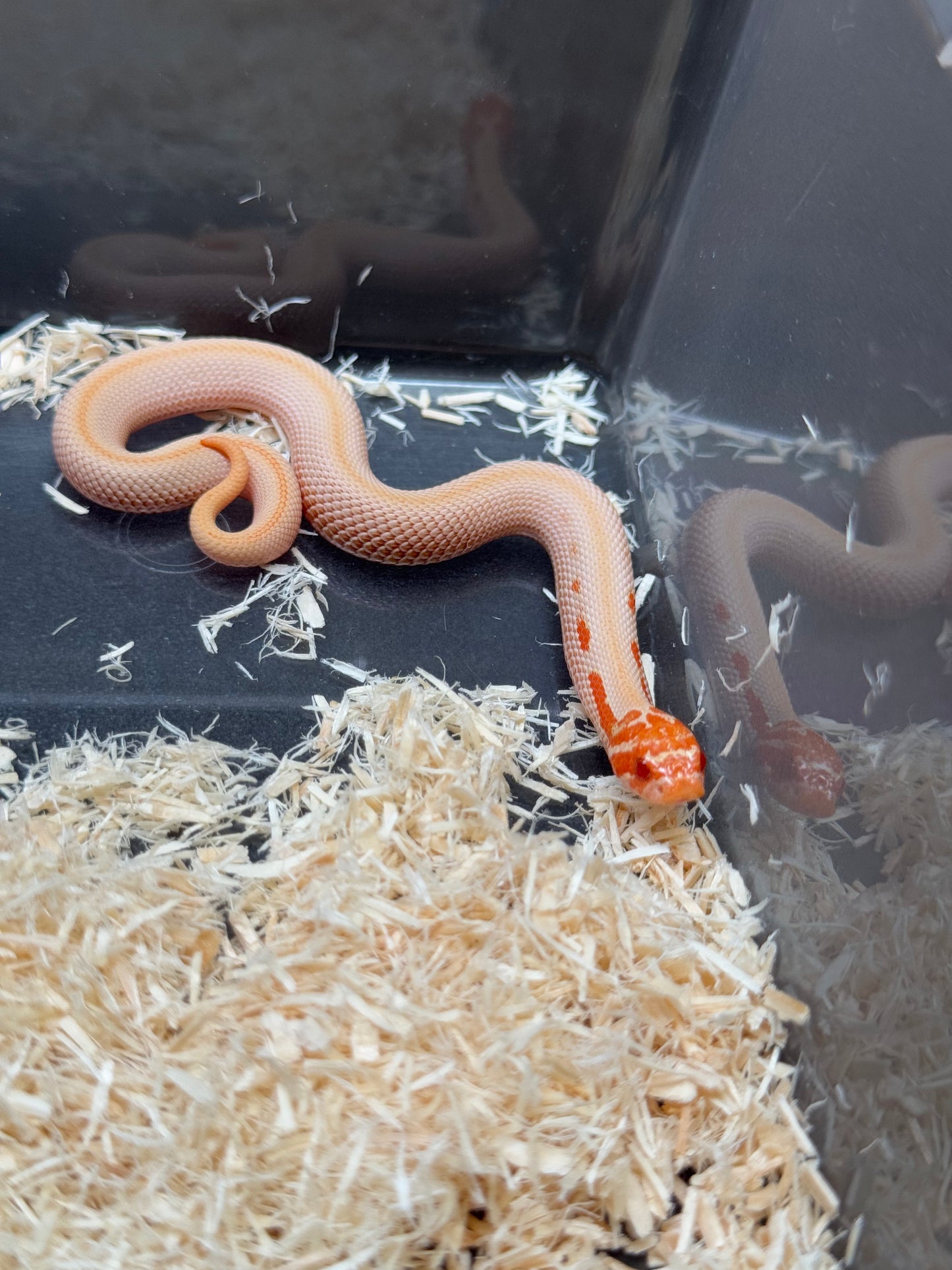 2025 白化超級康達50%彩色爆風血系66%ph瑞士巧克力 ♀ (H25442)