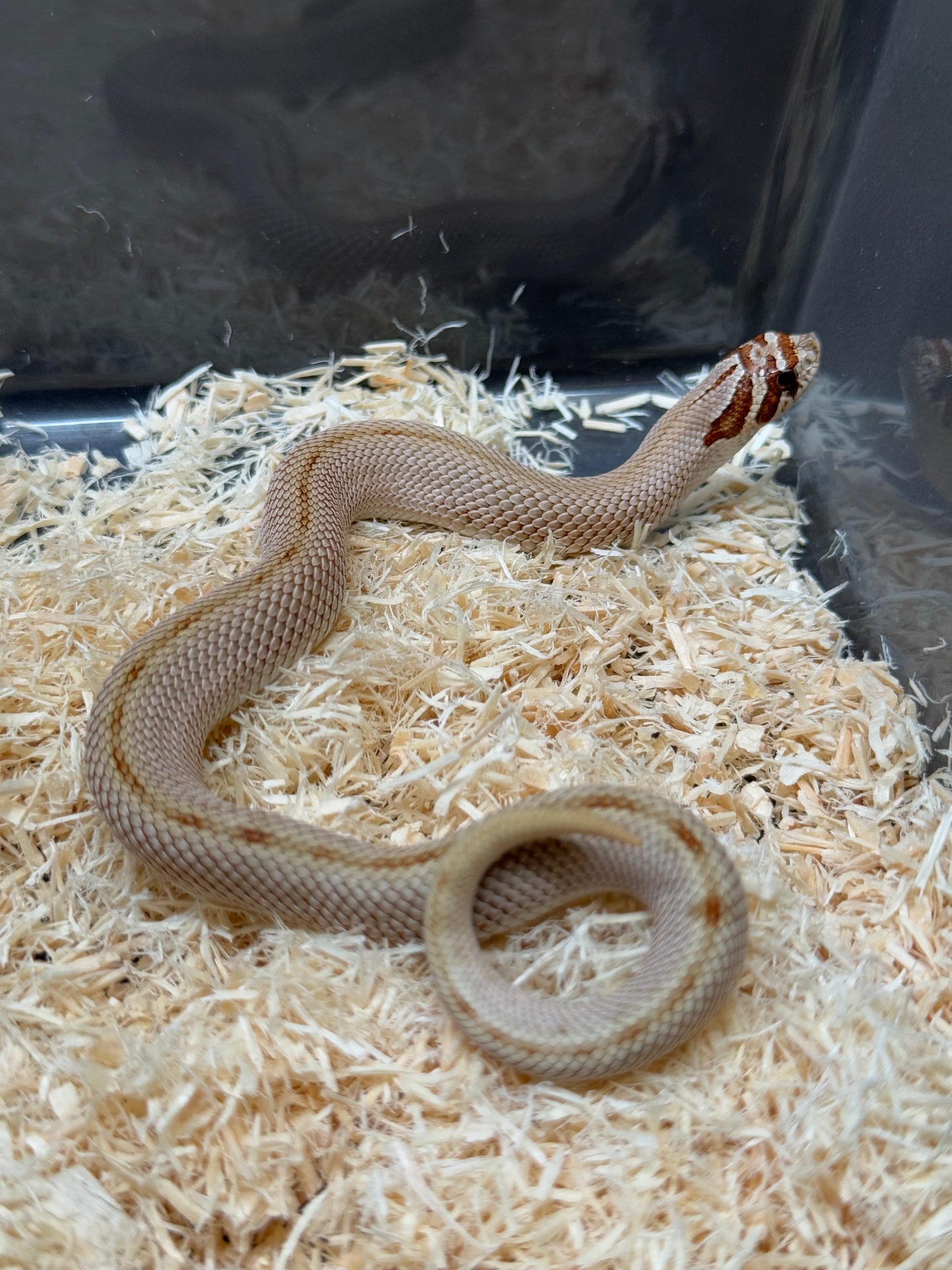 2025 康達Het毒藥 ♀ (H25354)