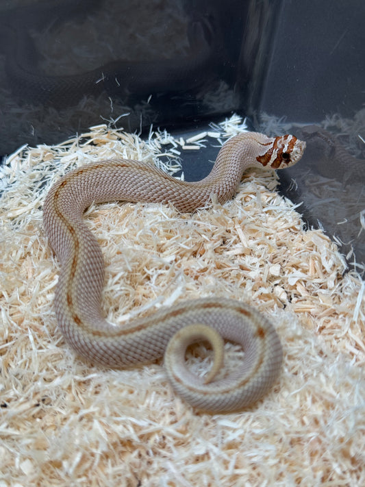 2025 康達Het毒藥 ♀ (H25354)