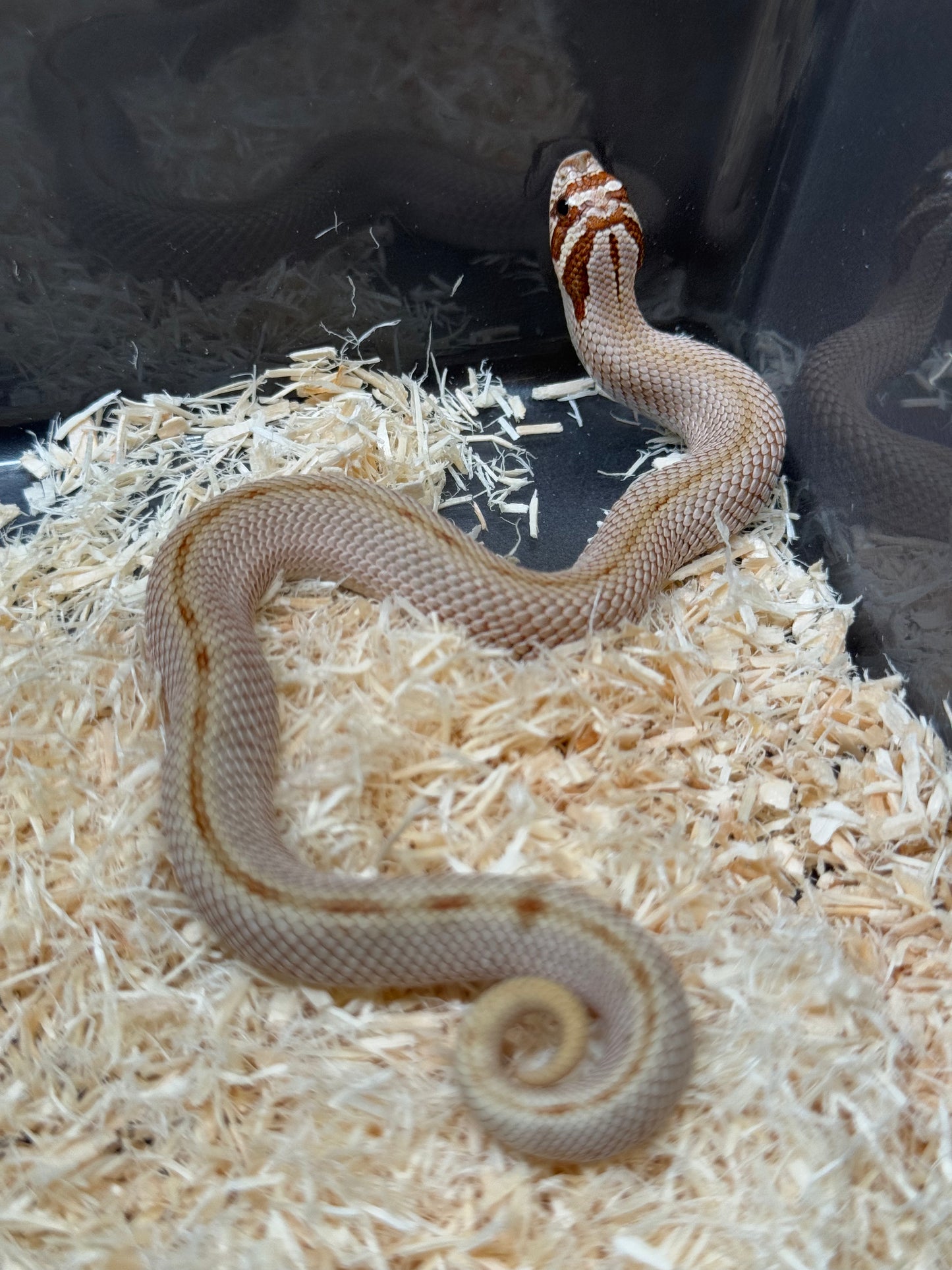 2025 康達Het毒藥 ♀ (H25354)