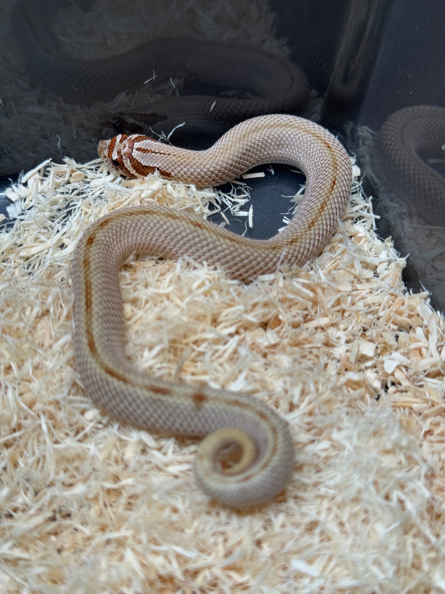 2025 康達Het毒藥 ♀ (H25354)