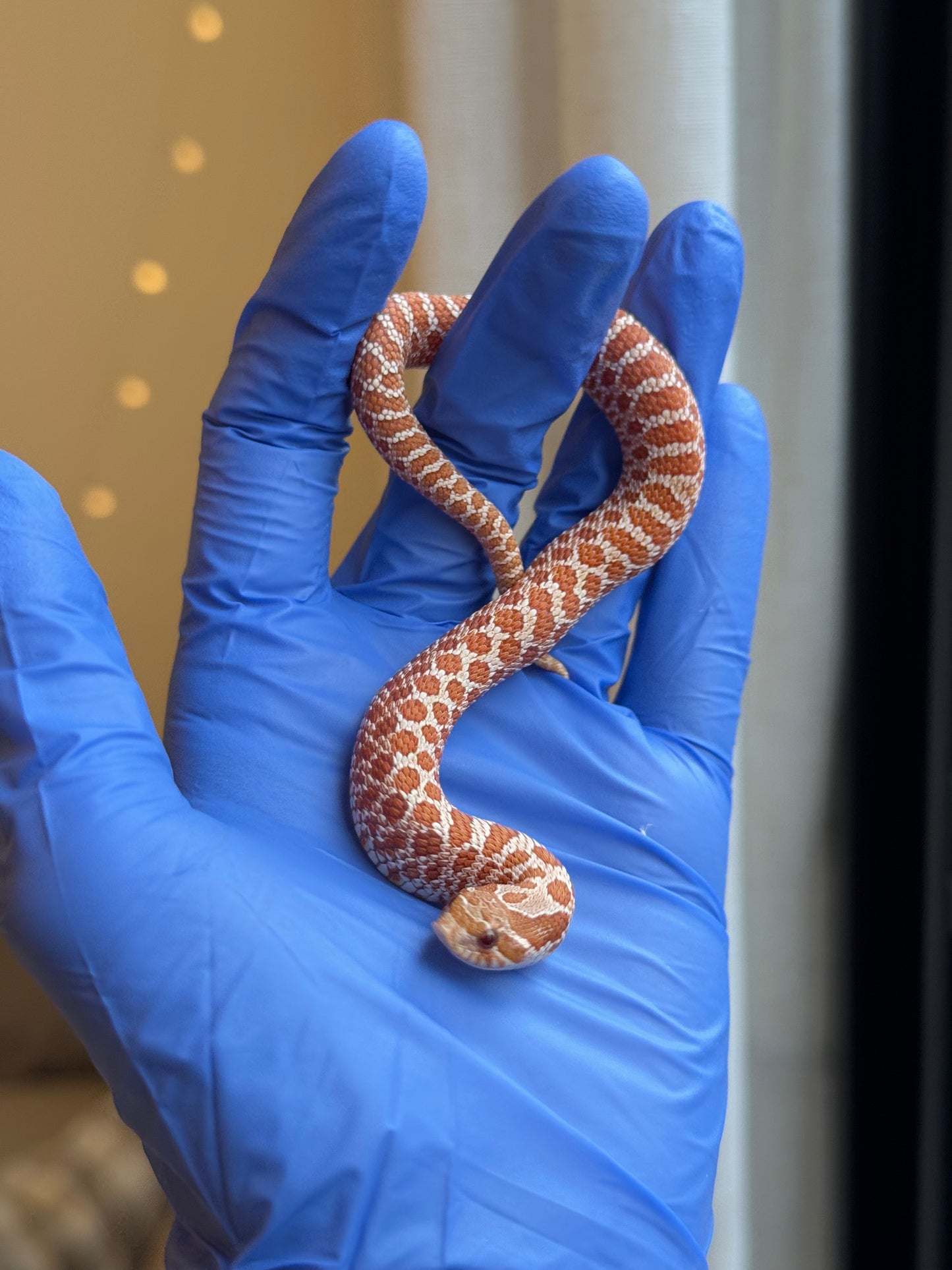 2025 海波Het風暴雲50%ph焦糖 ♂ (H25117)