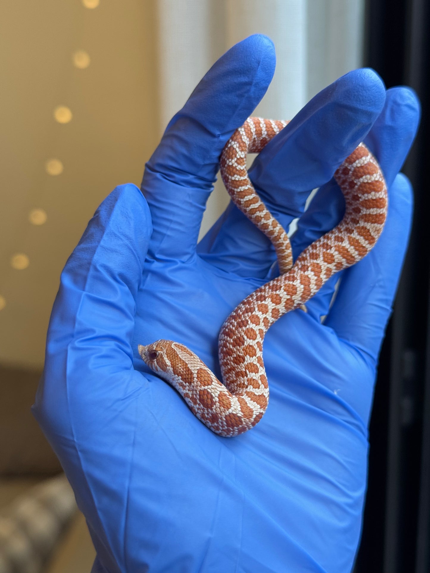 2025 海波Het風暴雲50%ph焦糖 ♂ (H25117)