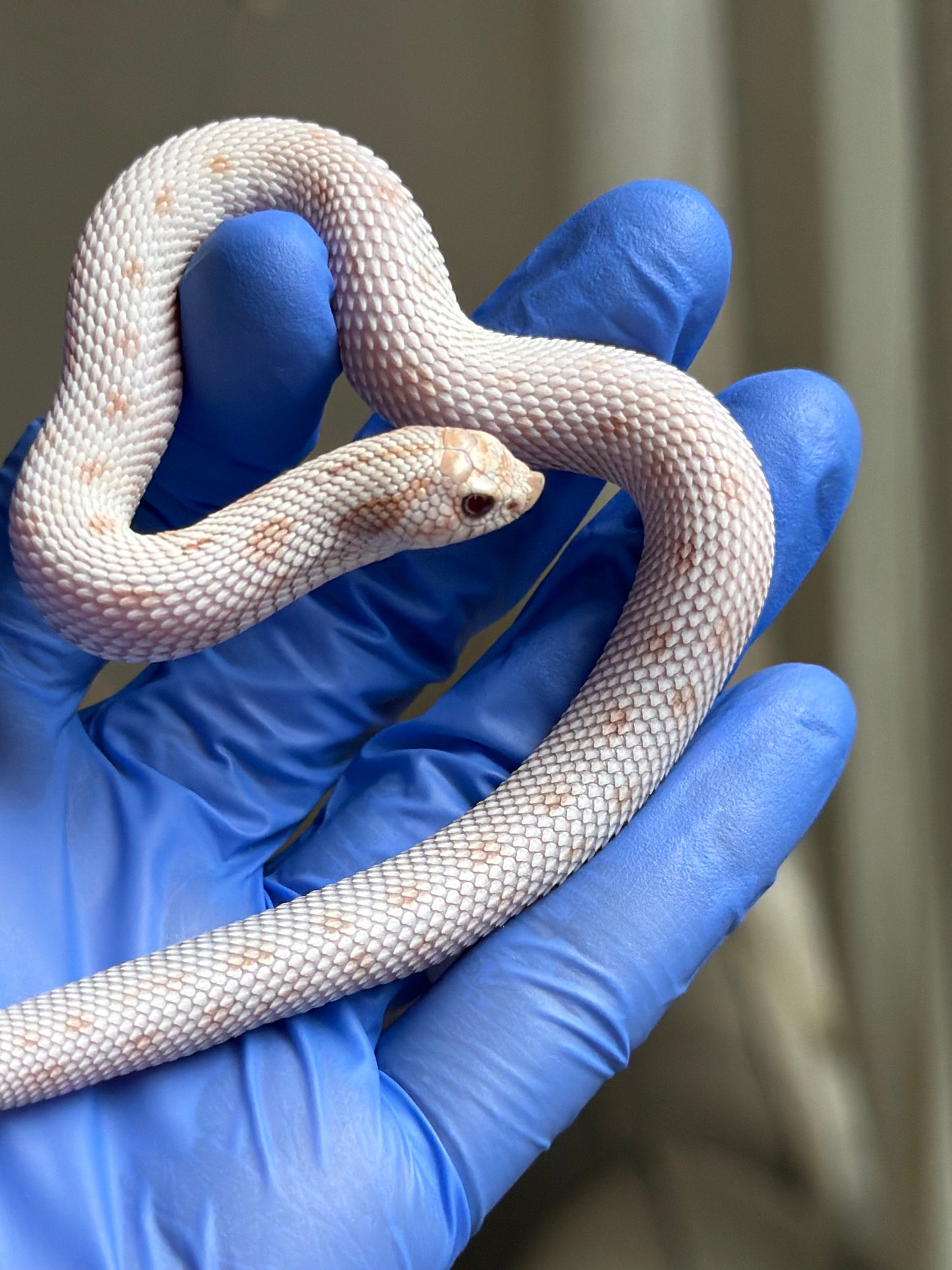 Antarctic Toxic Conda