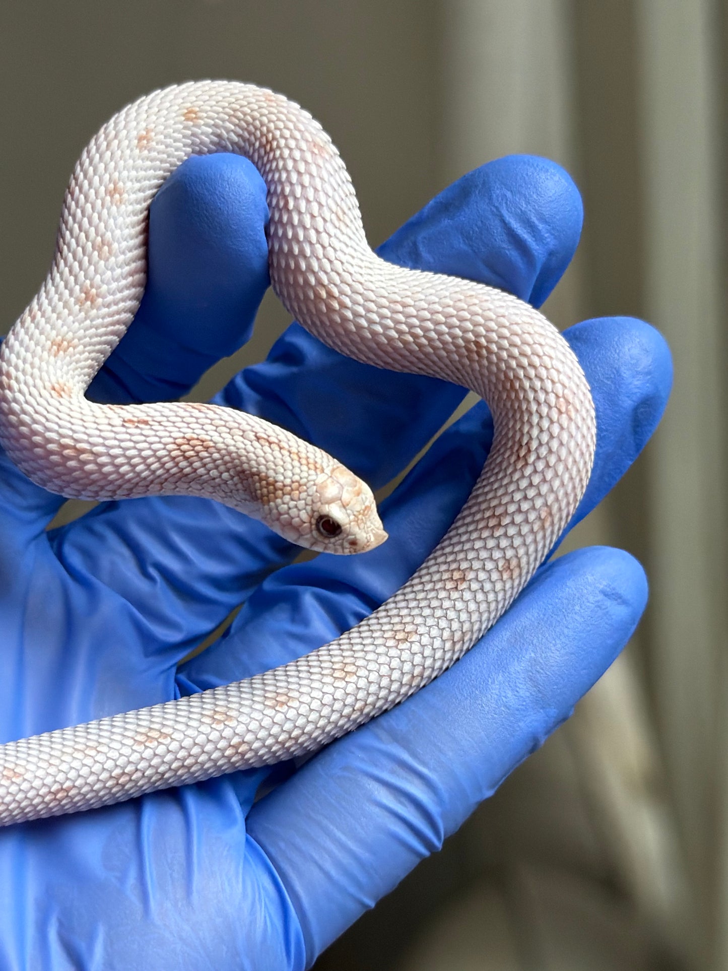 Antarctic Toxic Conda