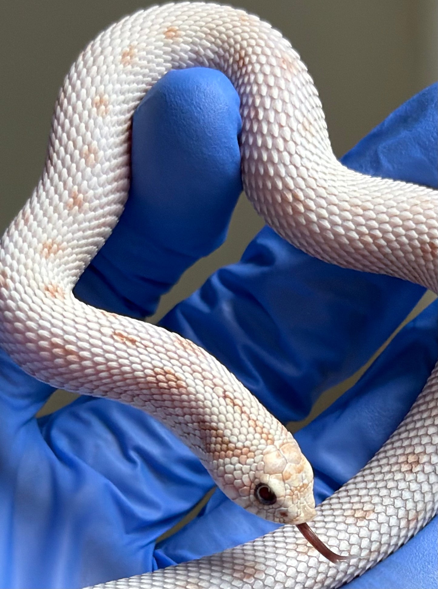 Antarctic Toxic Conda