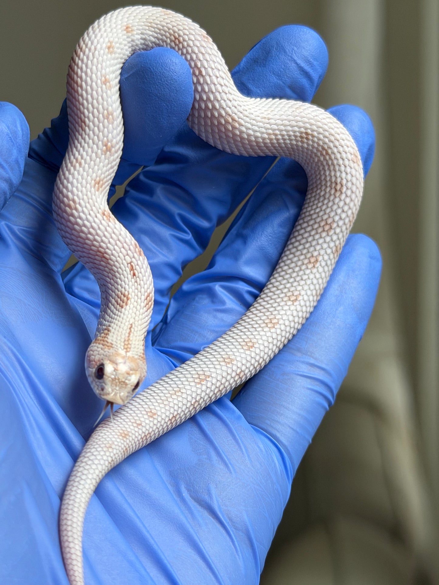 Antarctic Toxic Conda