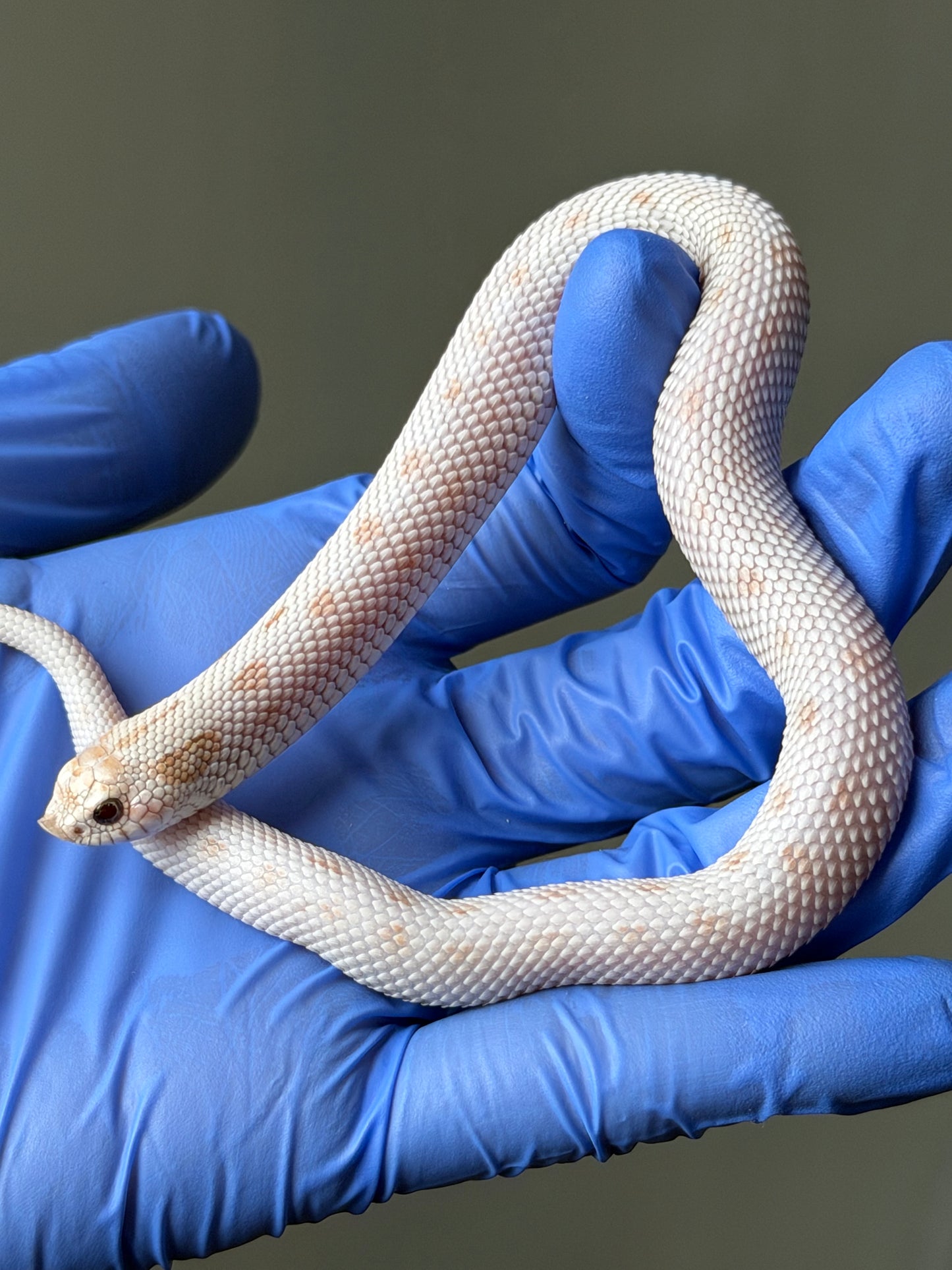 Antarctic Toxic Conda