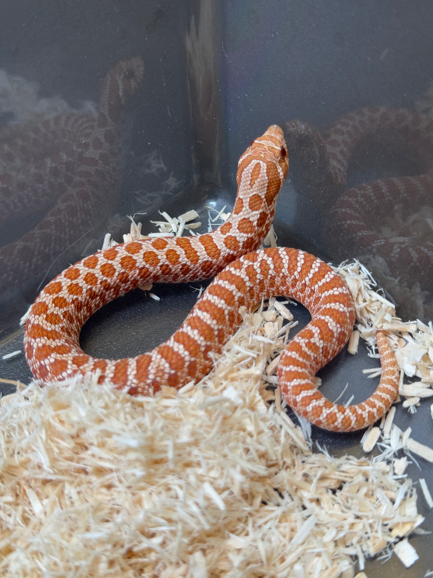 2025 海波Het風暴雲50%ph焦糖 ♂ (H25117)