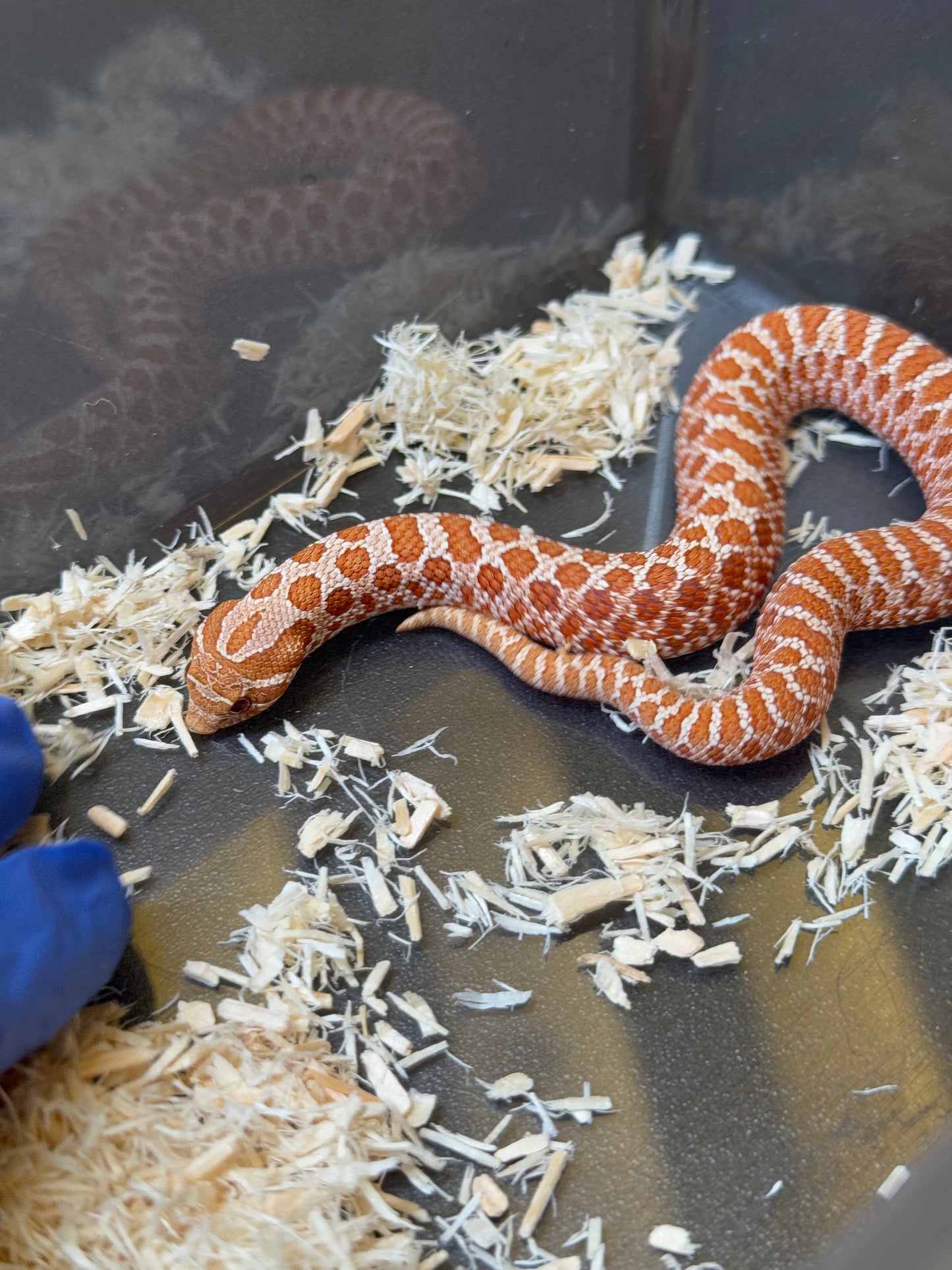 2025 海波Het風暴雲50%ph焦糖 ♂ (H25117)