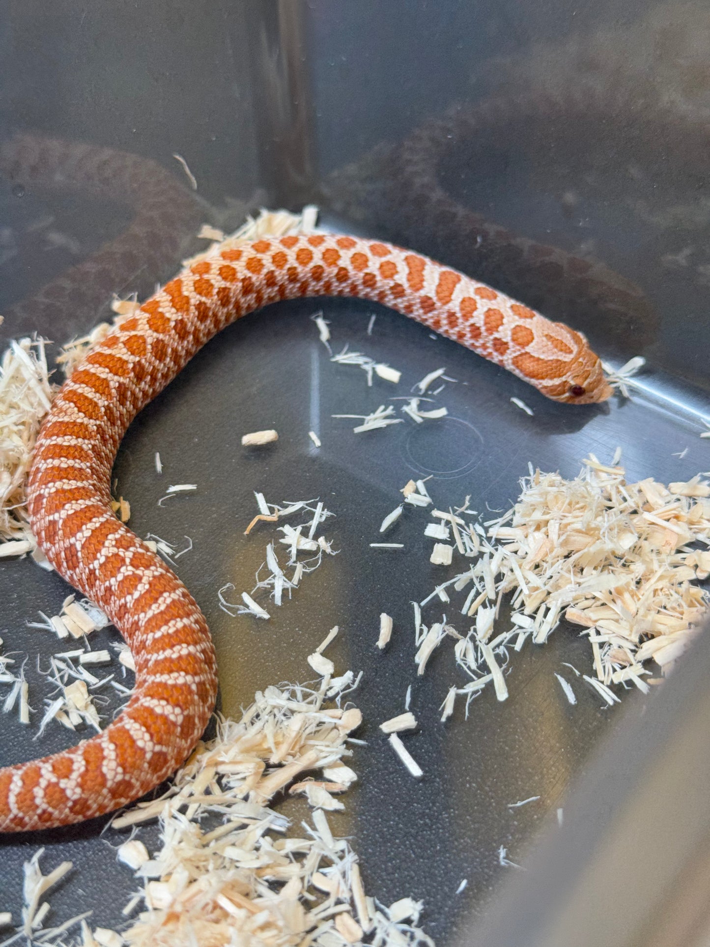 2025 海波Het風暴雲50%ph焦糖 ♂ (H25117)