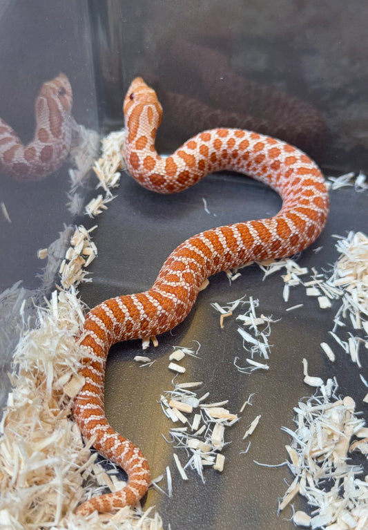 2025 海波Het風暴雲50%ph焦糖 ♂ (H25117)