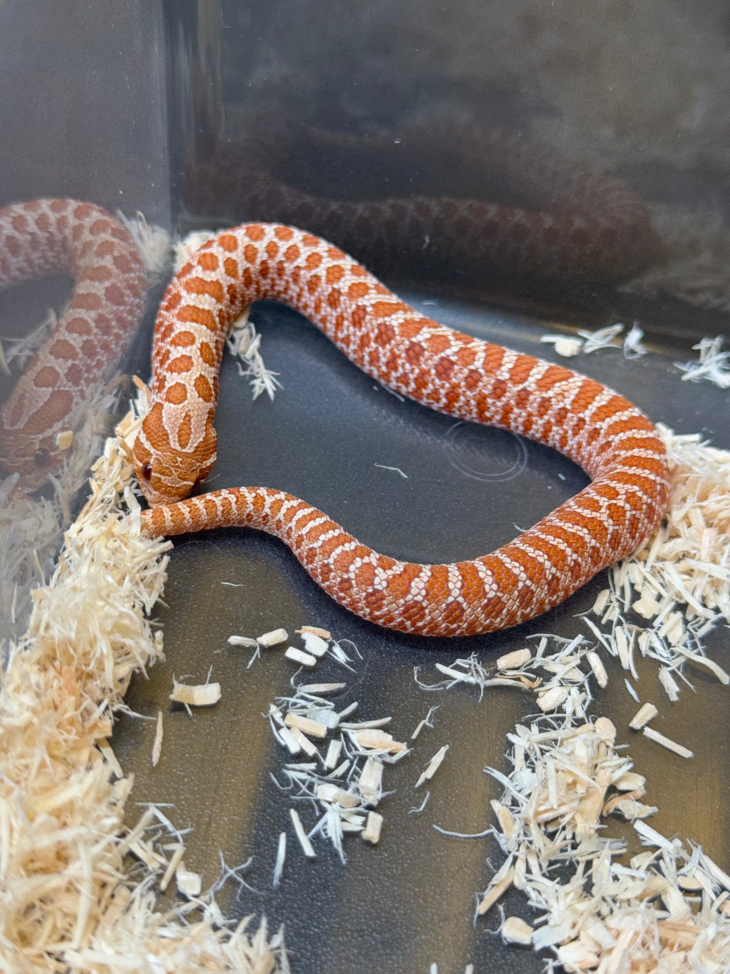 2025 海波Het風暴雲50%ph焦糖 ♂ (H25117)