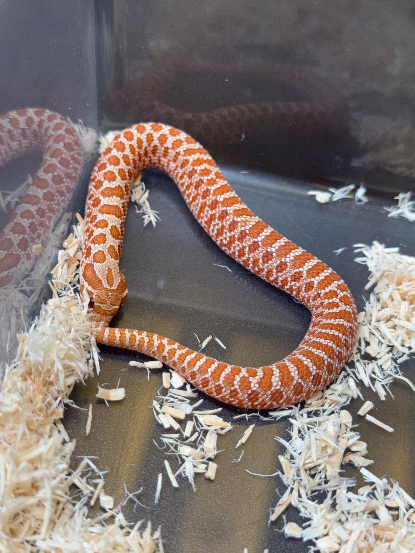 2025 海波Het風暴雲50%ph焦糖 ♂ (H25117)