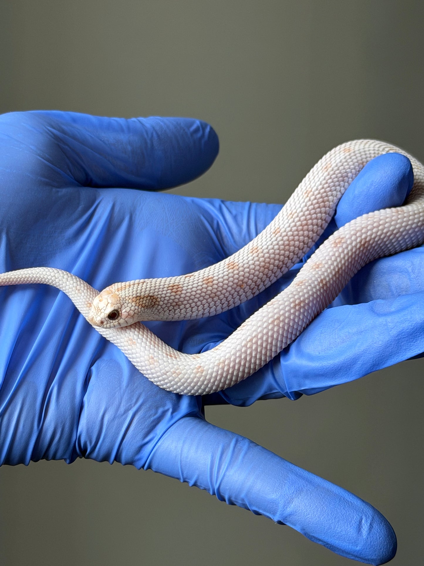 Antarctic Toxic Conda
