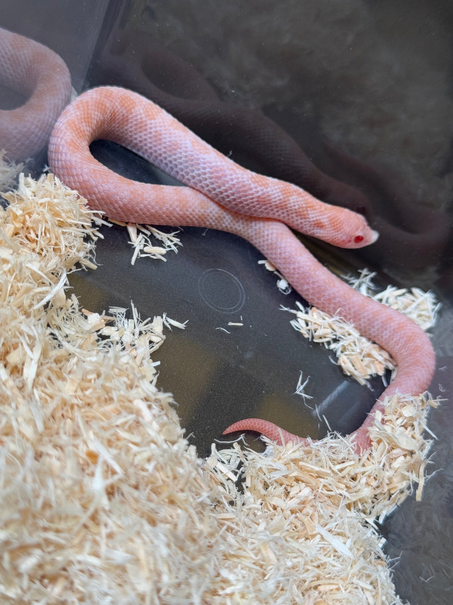 2025 超級北極太陽爆炸 ♀ (H25187)