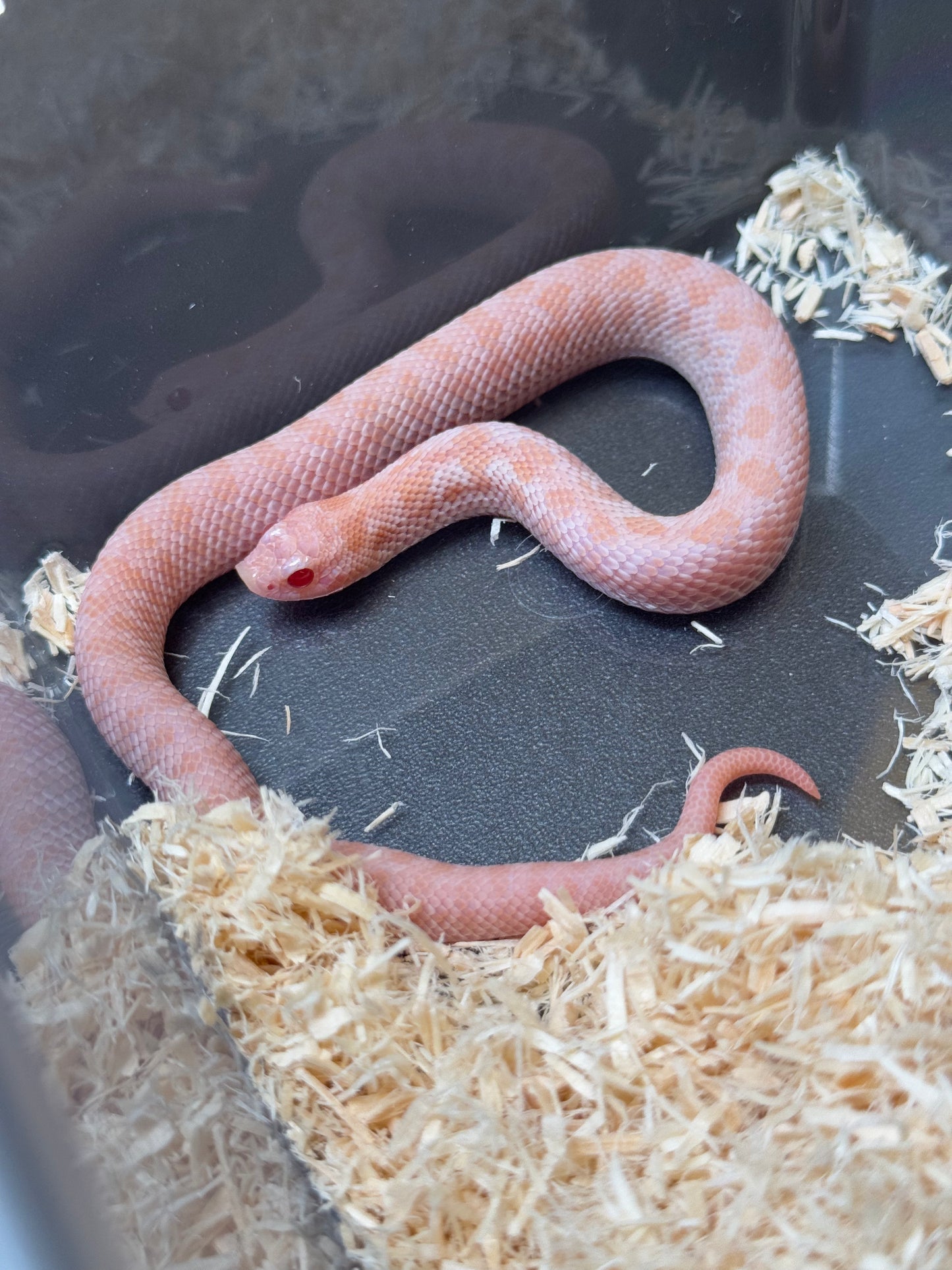 2025 超級北極太陽爆炸 ♀ (H25187)