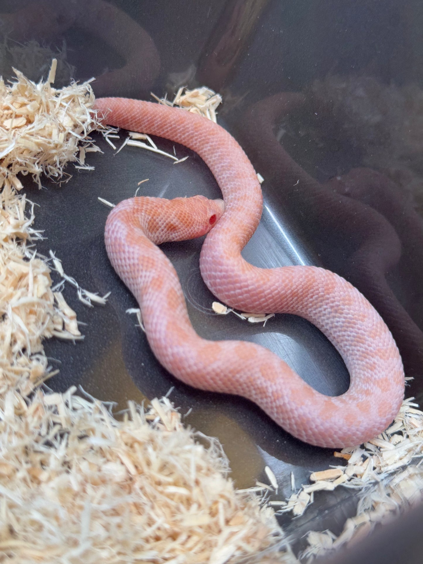 2025 超級北極太陽爆炸 ♀ (H25187)