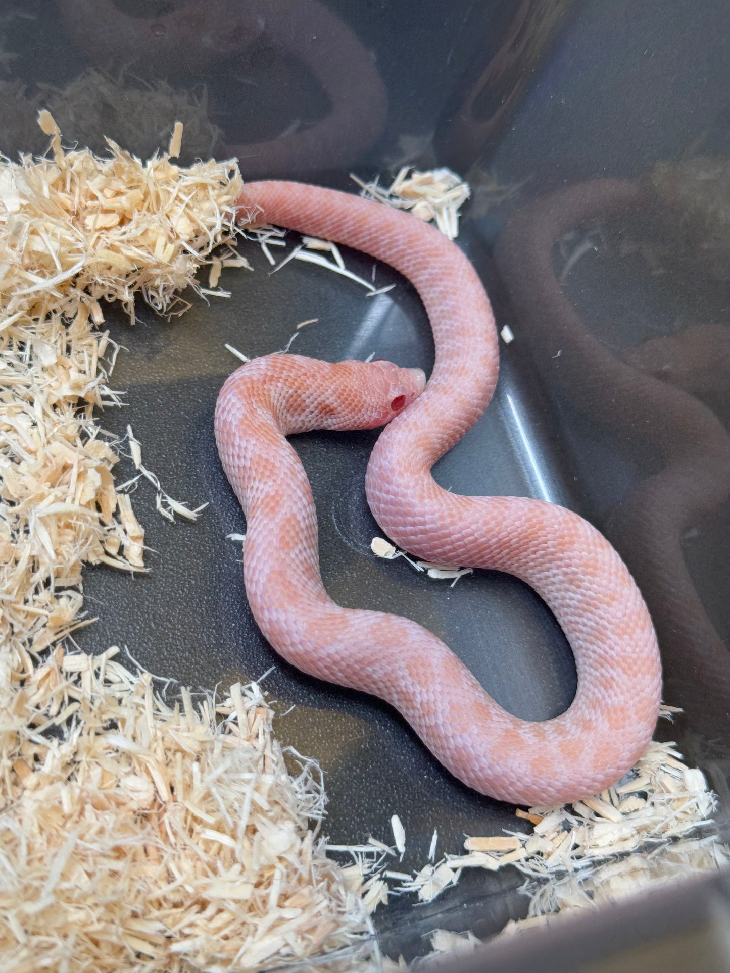 2025 超級北極太陽爆炸 ♀ (H25187)