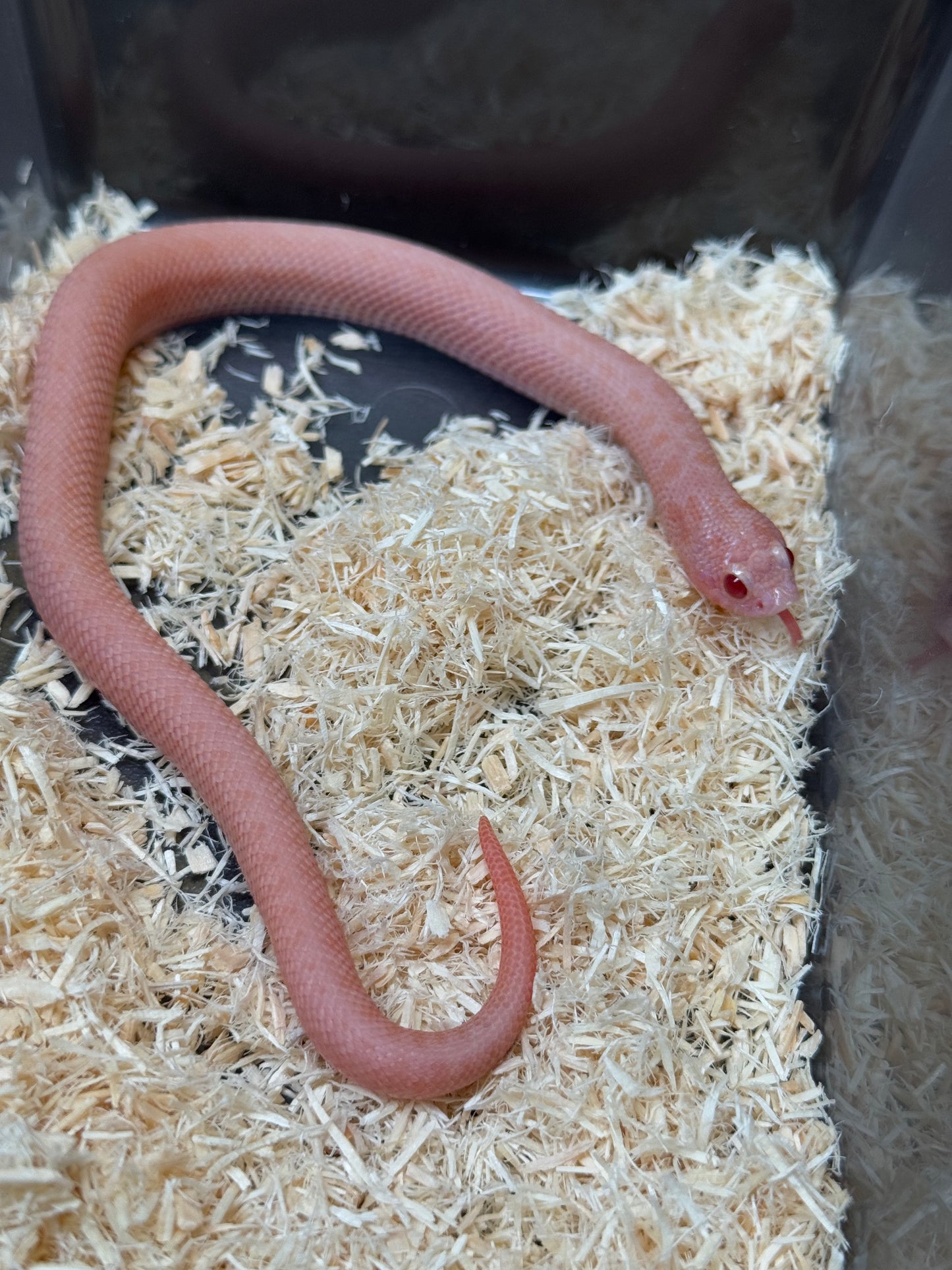 2025 超級北極太陽爆炸 ♀ (H25212)