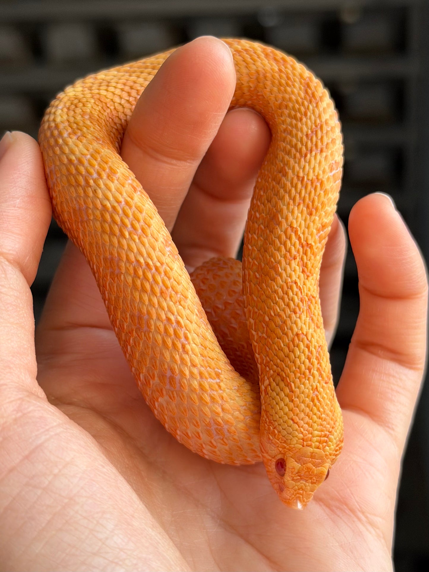 2025 太陽爆炸 ♀ (H25041)