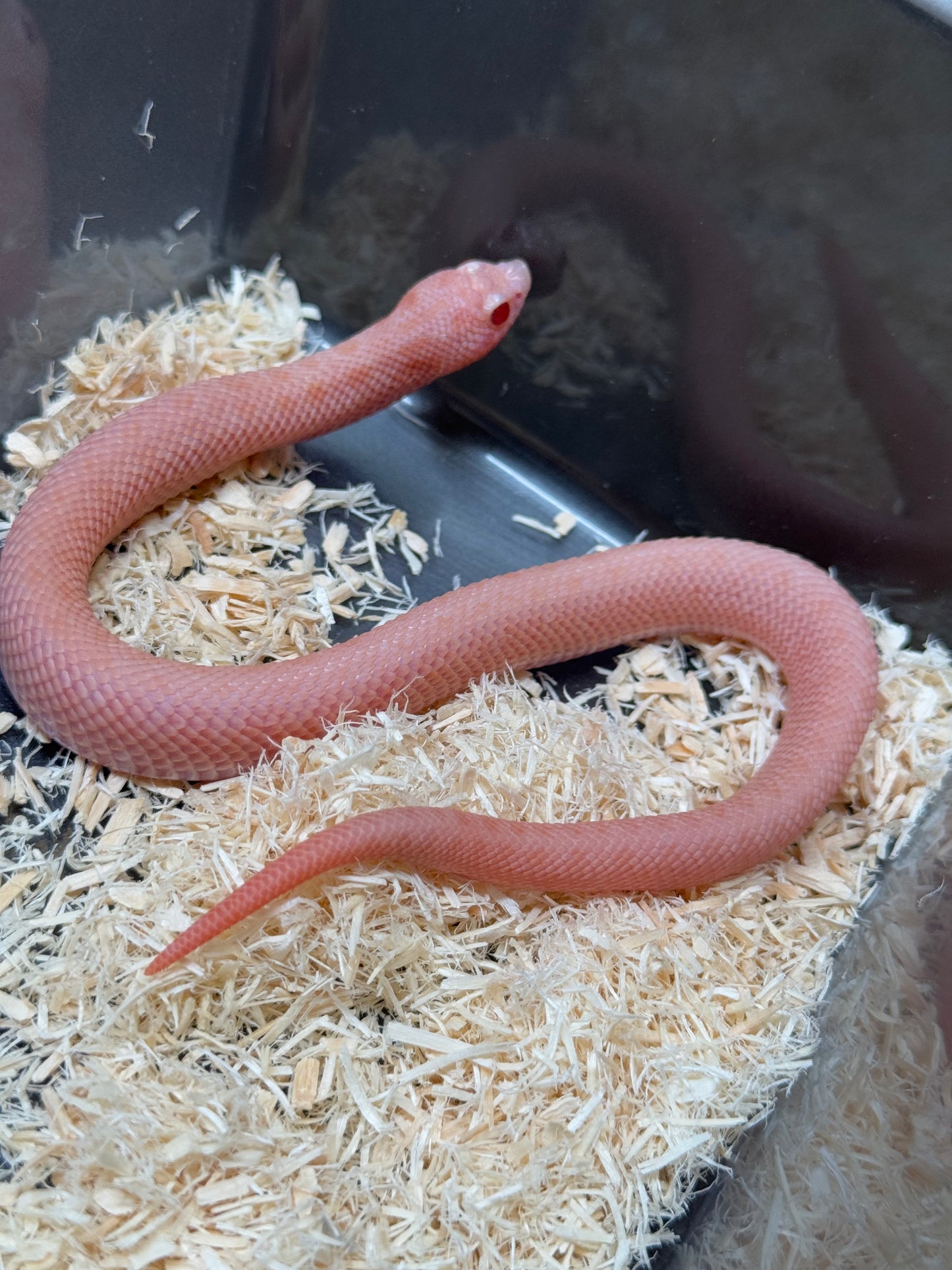 2025 超級北極太陽爆炸 ♀ (H25212)