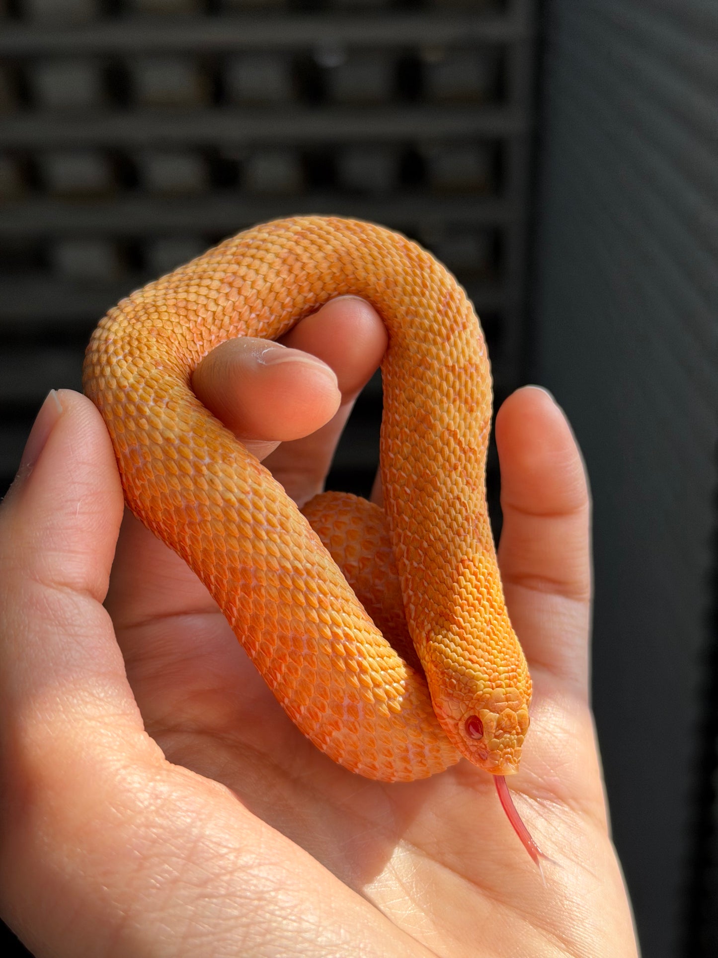 2025 太陽爆炸 ♀ (H25041)