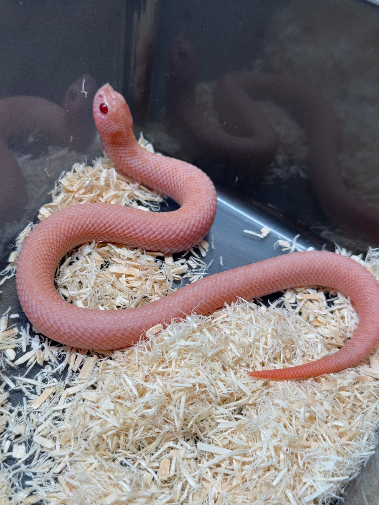 2025 超級北極太陽爆炸 ♀ (H25212)