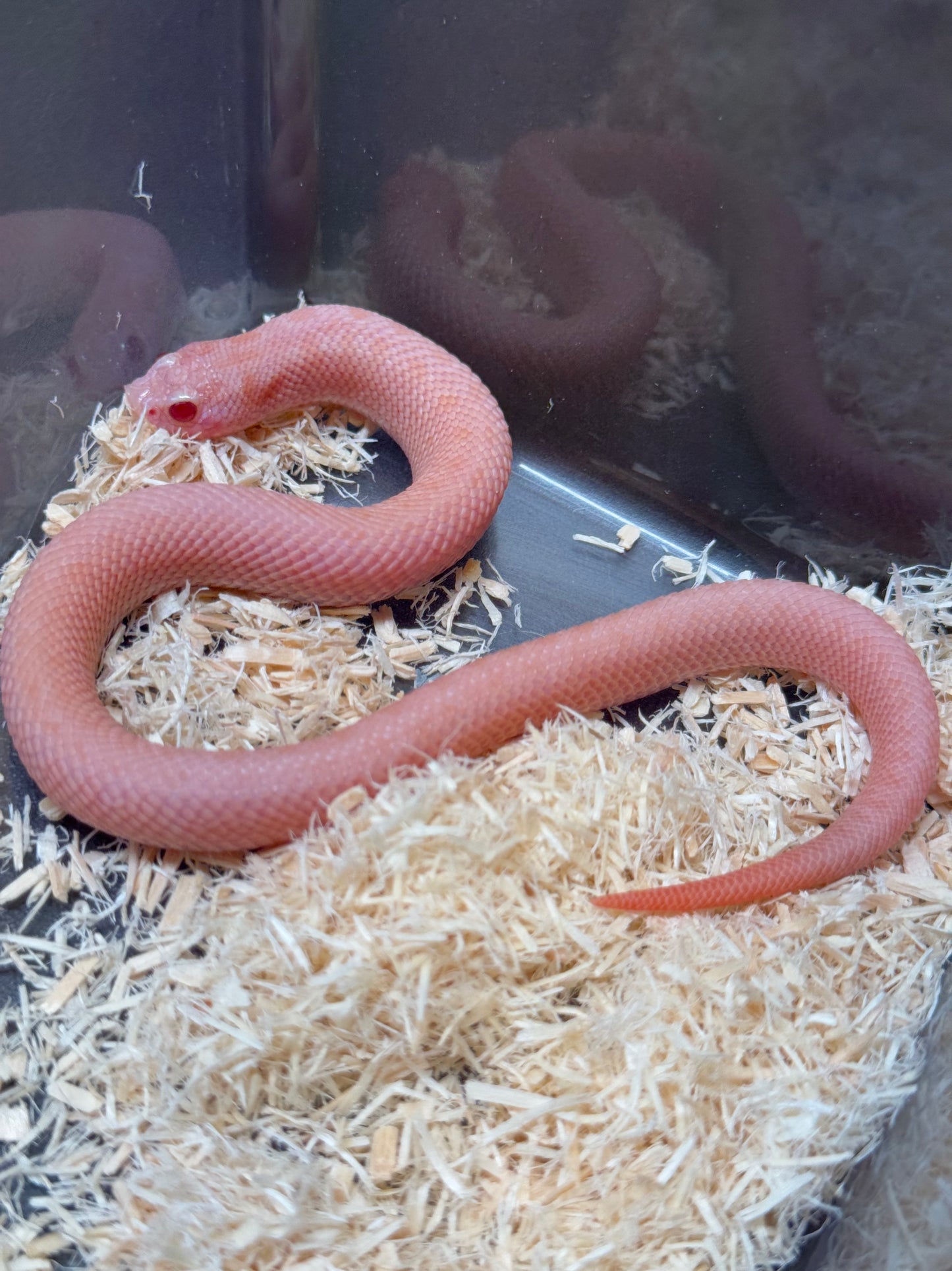 2025 超級北極太陽爆炸 ♀ (H25212)