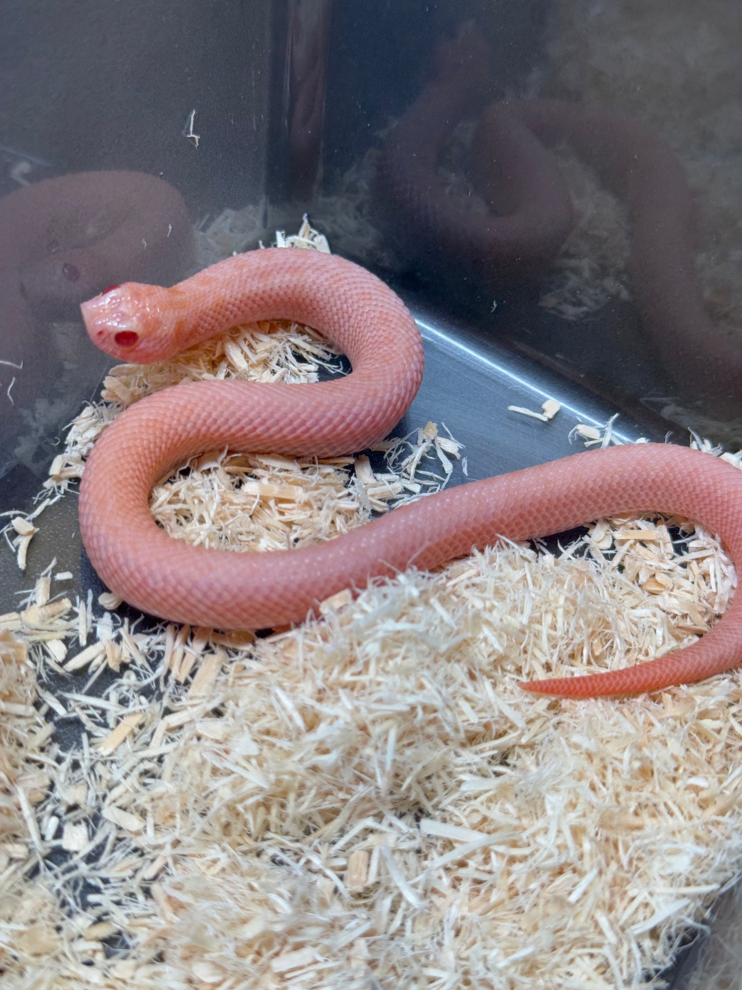 2025 超級北極太陽爆炸 ♀ (H25212)