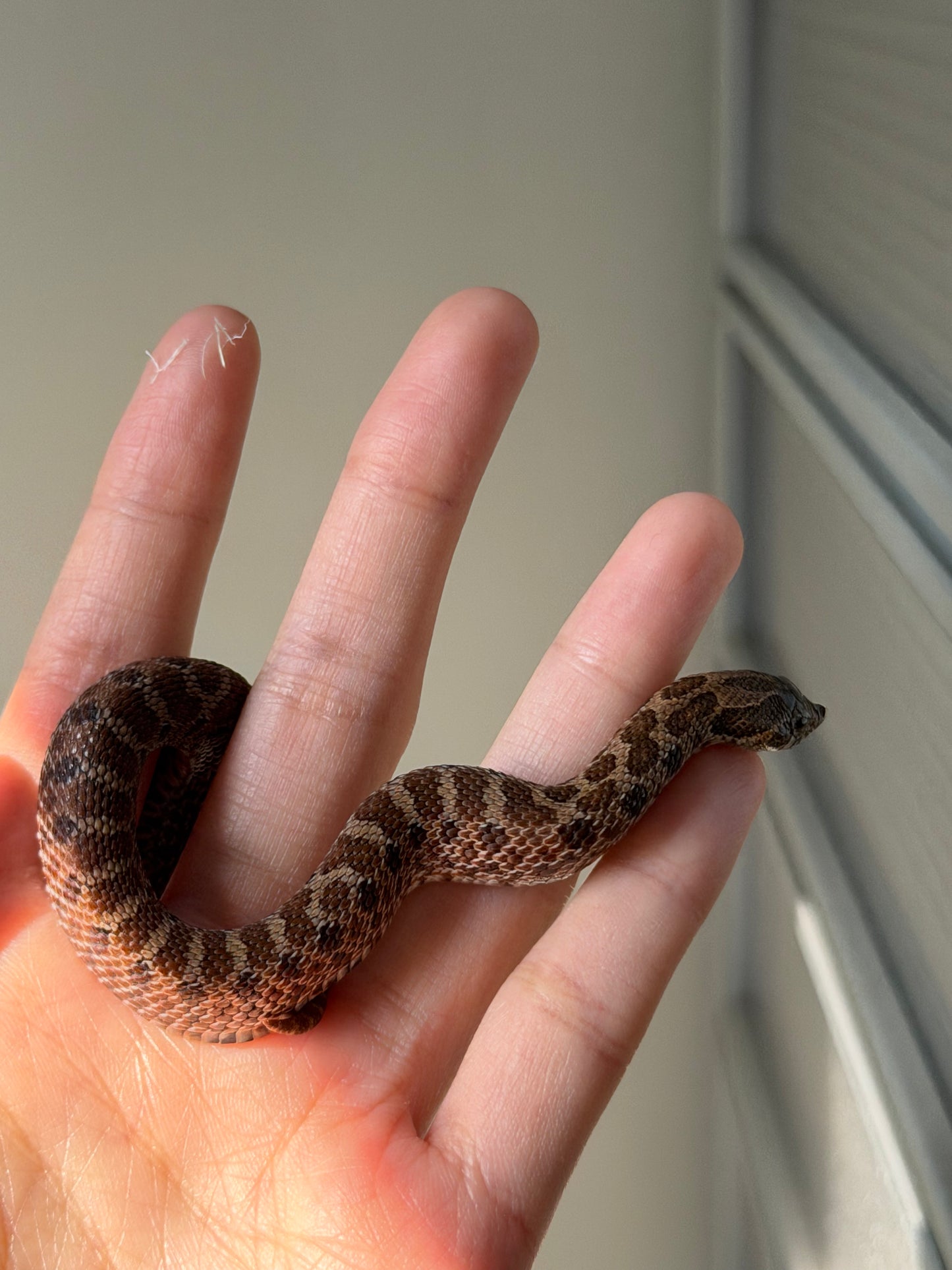 2025 紫貂Het雪爆 ♂ (H25456)