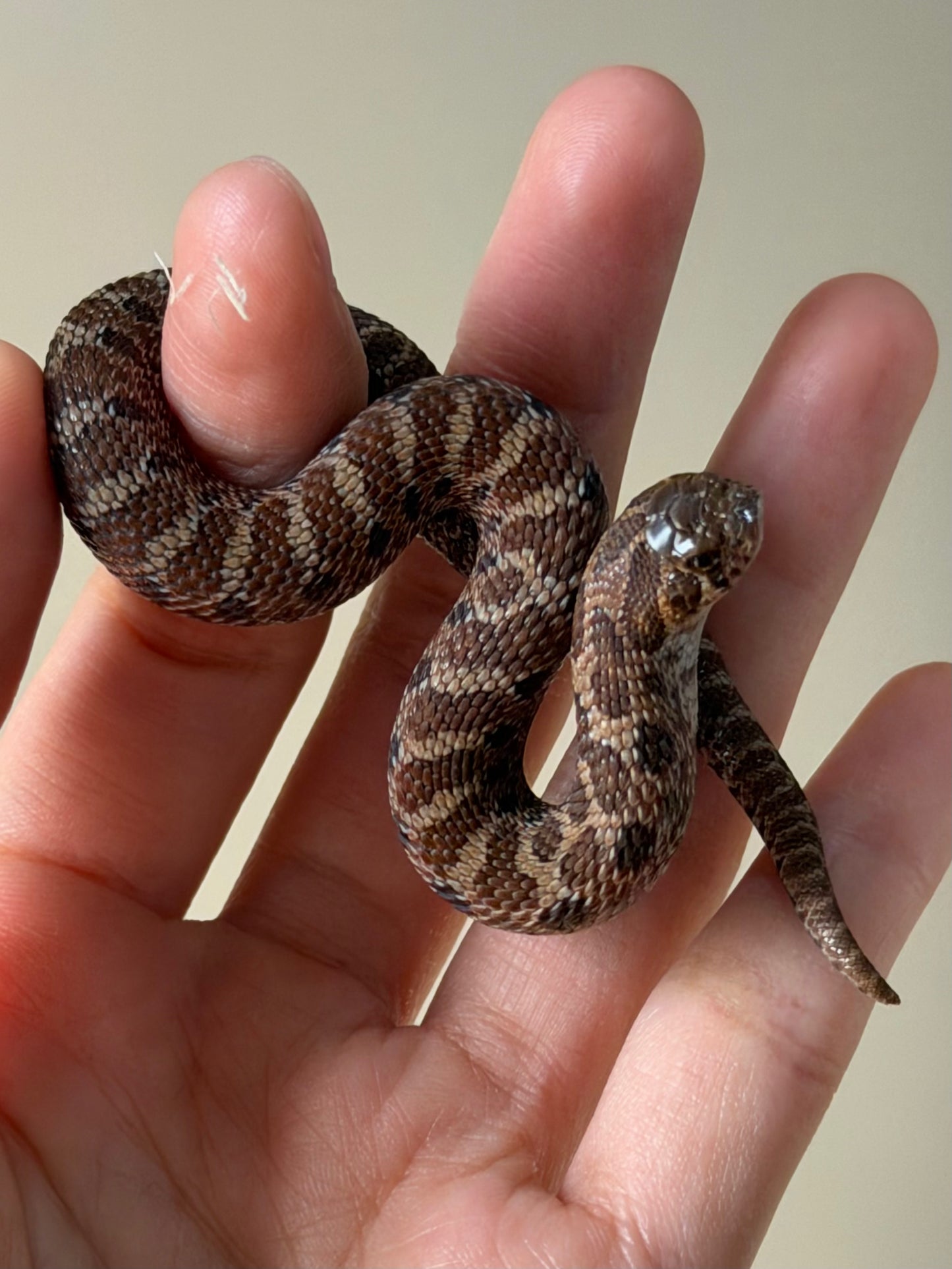 2025 紫貂Het雪爆 ♂ (H25456)