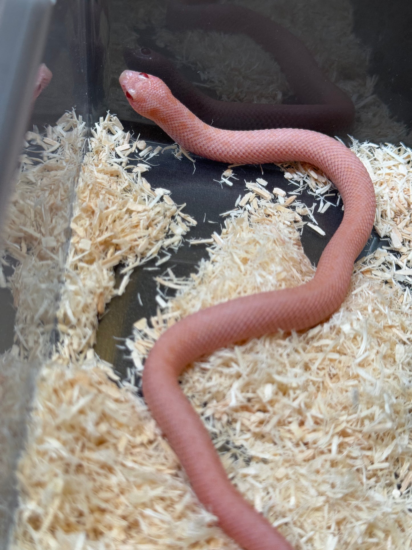 2025 超級北極太陽爆炸 ♀ (H25212)