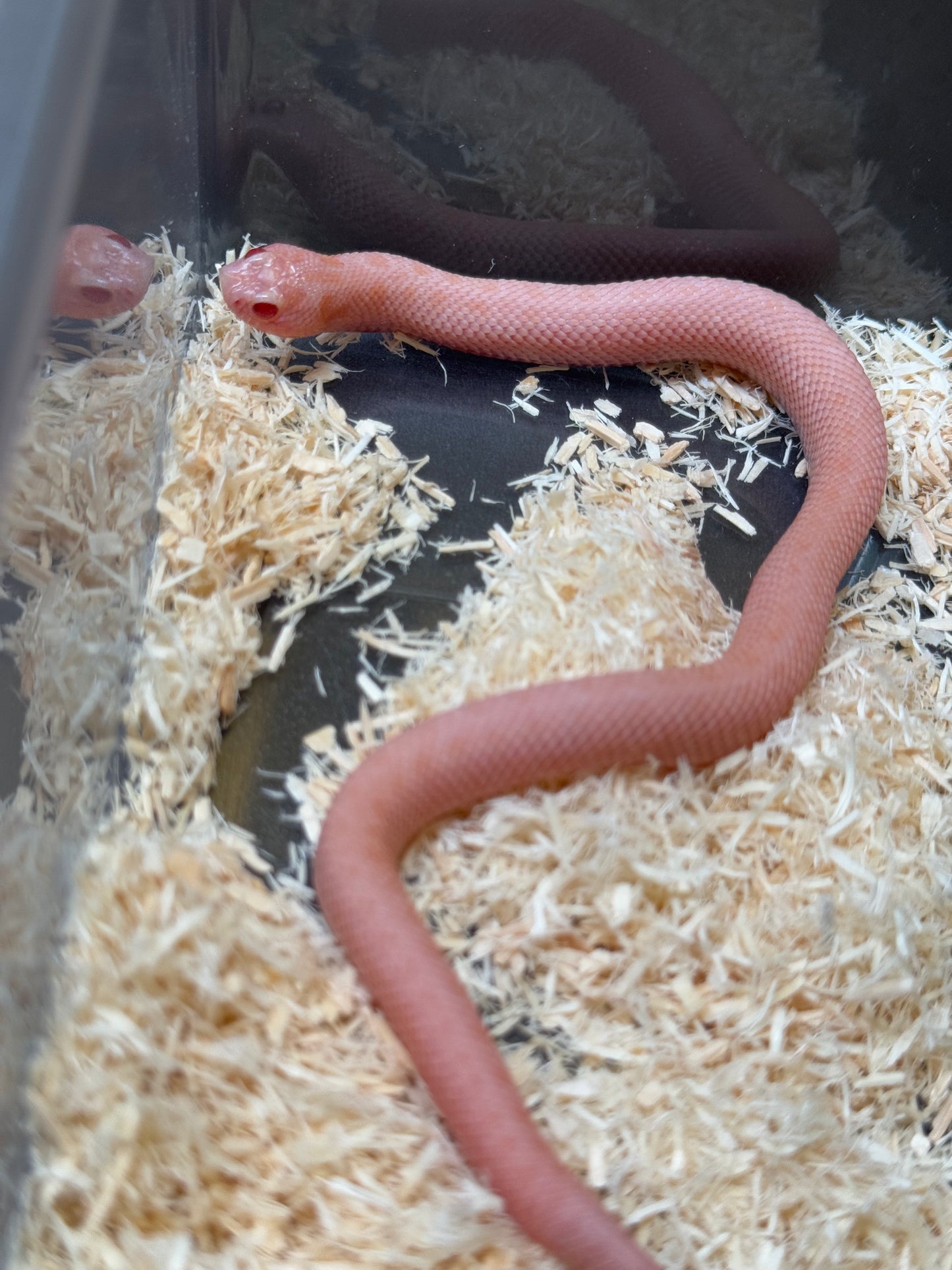 2025 超級北極太陽爆炸 ♀ (H25212)