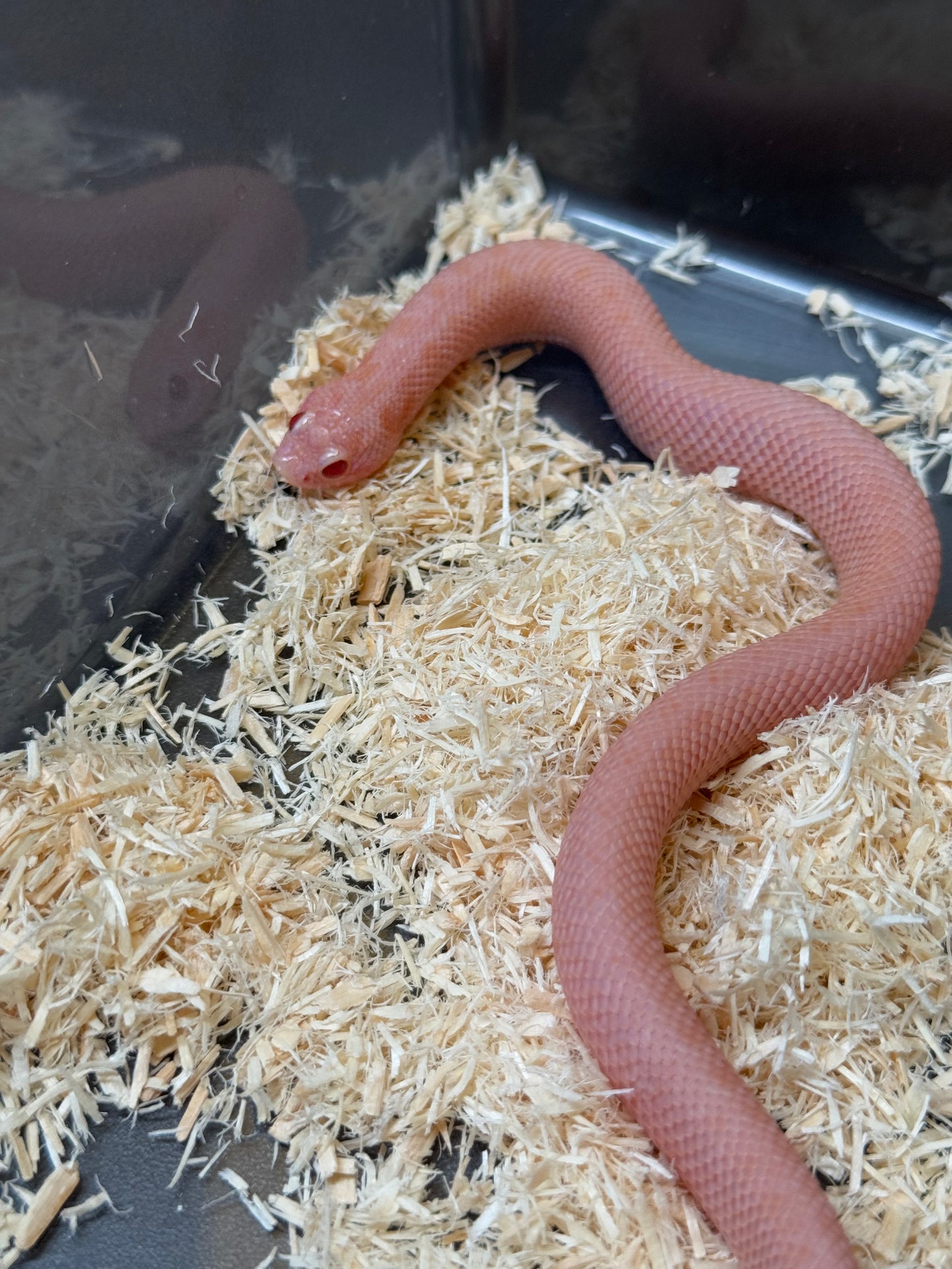 2025 超級北極太陽爆炸 ♀ (H25212)