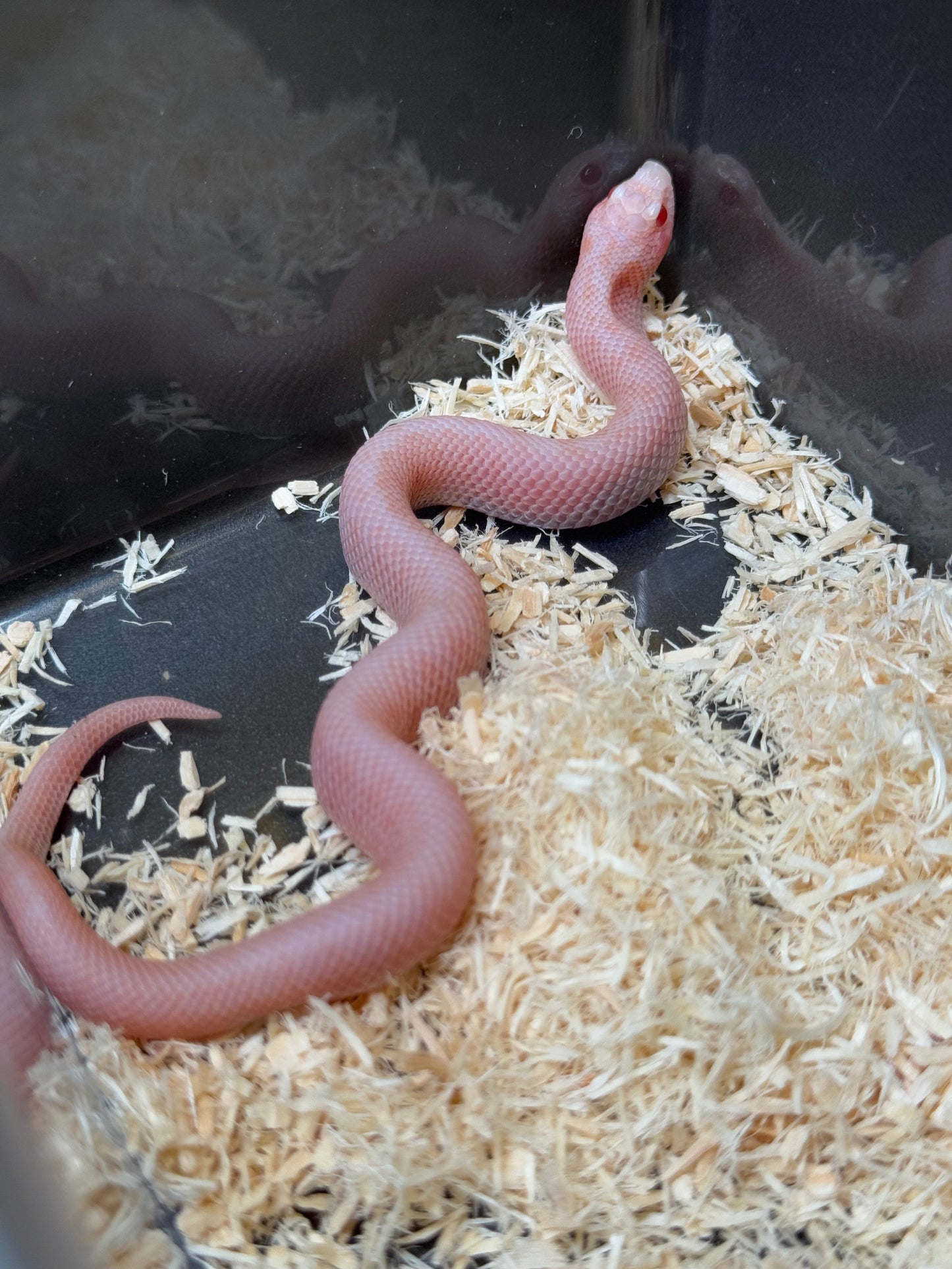 2025 超級北極太陽爆炸 ♂ (H25213)